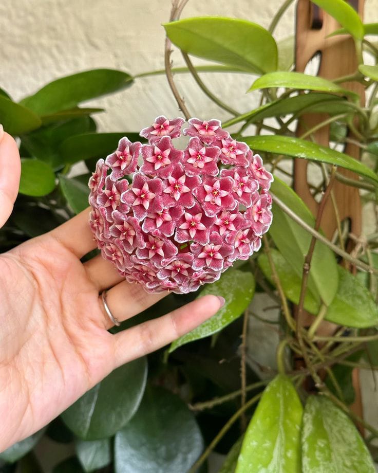 Yıldız Detaylı Kırmızı-Pembe Hoya Carnosa Mum Çiçeği Fidanı