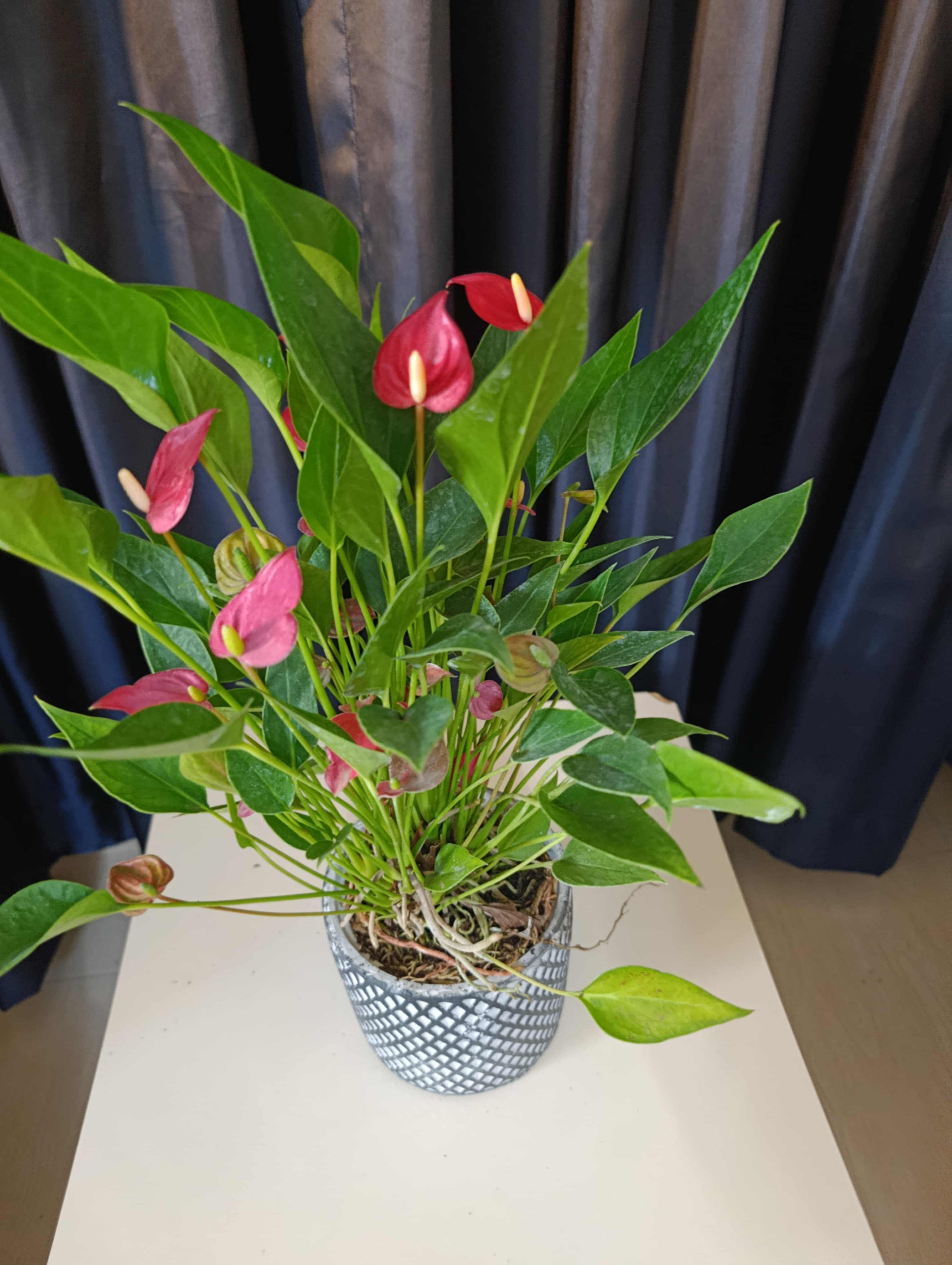 Dekoratif Taş Saksıda Flamingo Çiçeği
