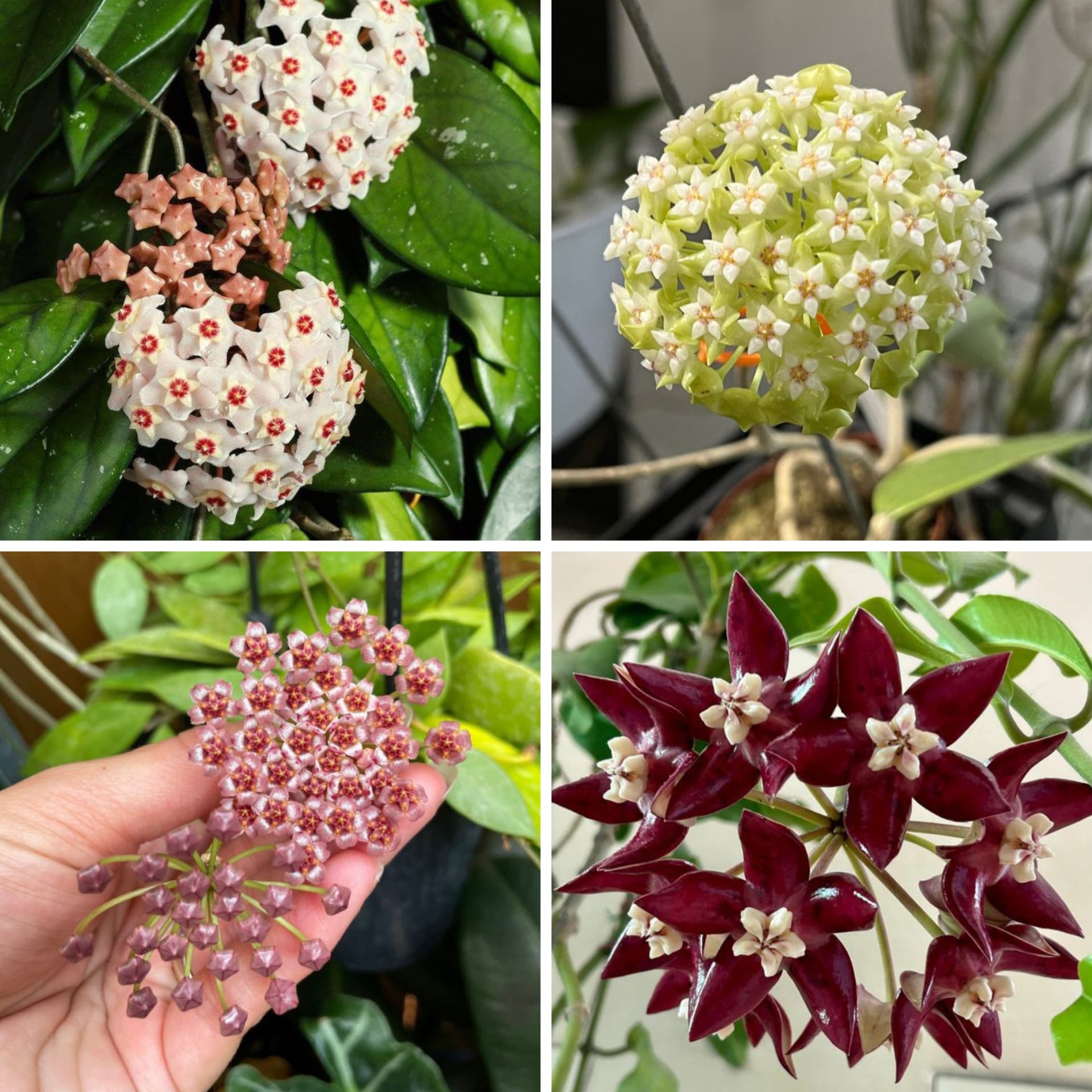Hoya Carnosa Dörtlü Mum Çiçeği