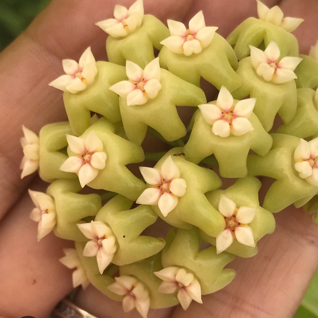 Fıstık Yeşili Yıldız Mum Çiçeği (Hoya carnosa 'Fıstık Yıldızı')