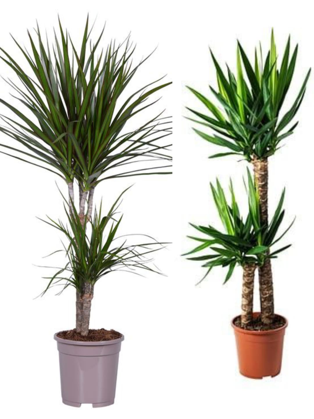 Çift köklü 2 salon bitkisi Yucca ve  Dracena Marginata ( Yuka ve Drogon bitkisi)