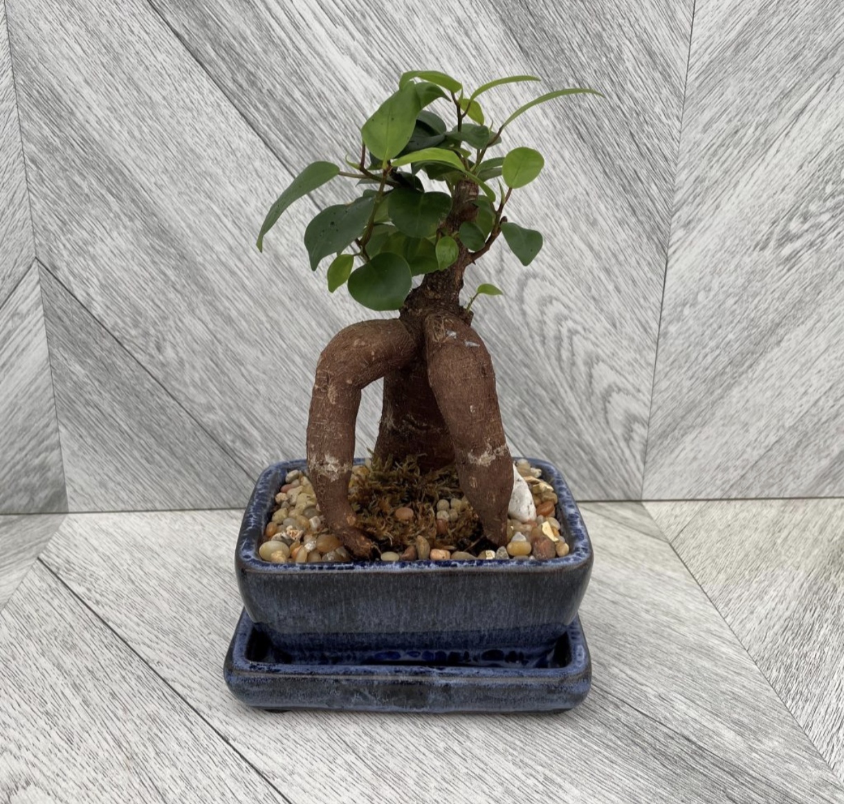 Taş kayık saksıda bonsai 