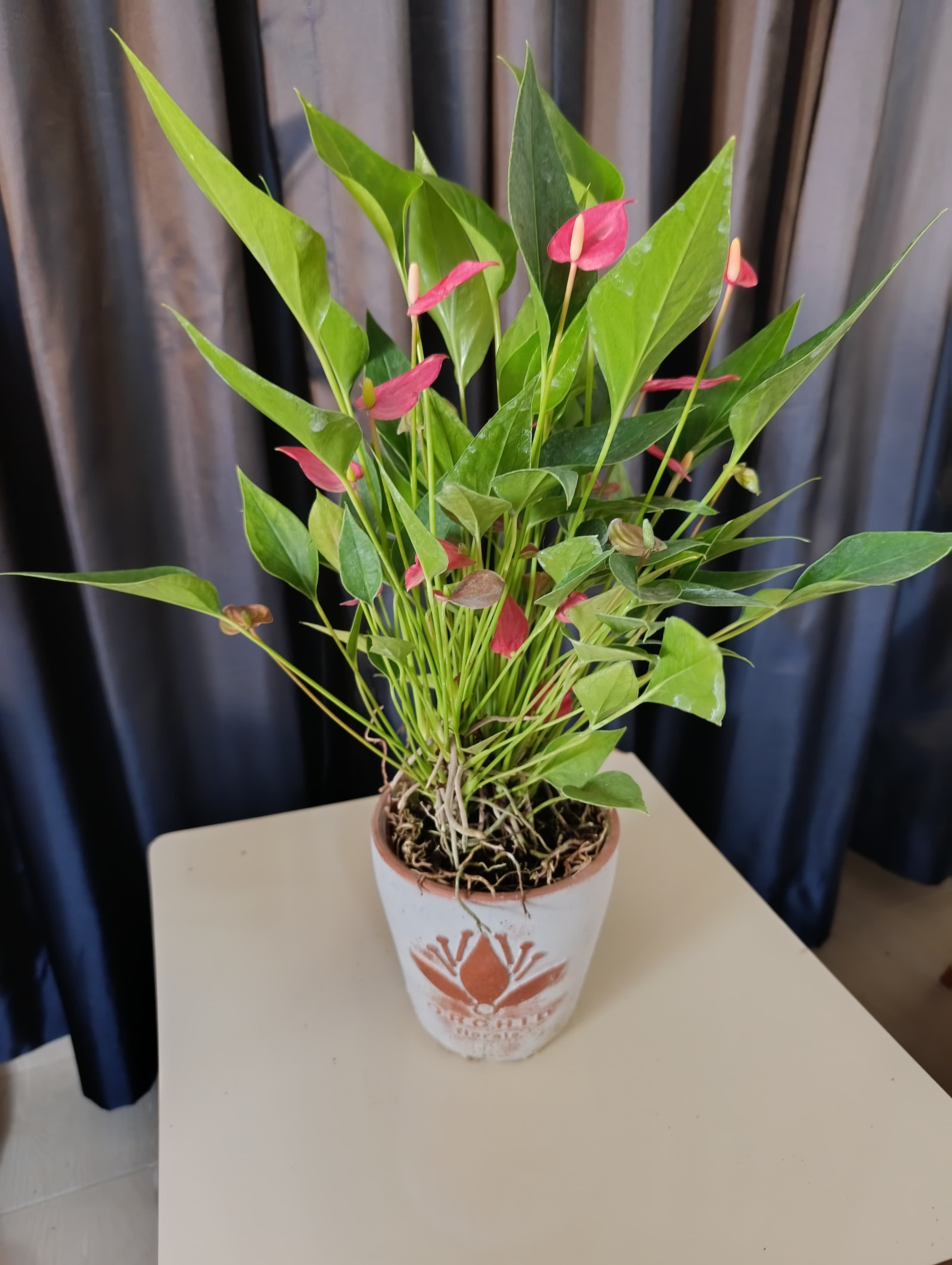 Orkide Saksısında Modern Flamingo Çiçeği Hediyelik