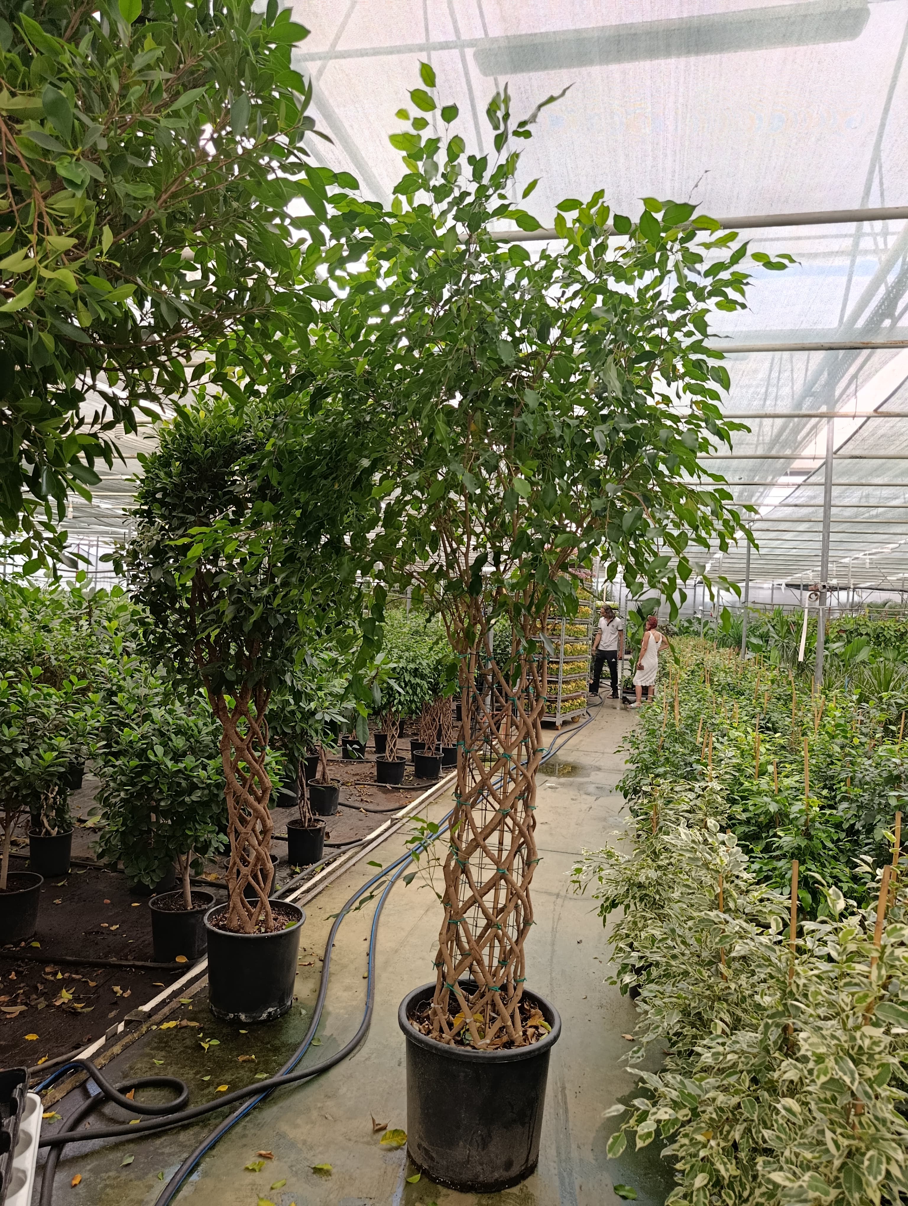 Saksıda Ficus Benjamin Sütun Örgü Bitkisi