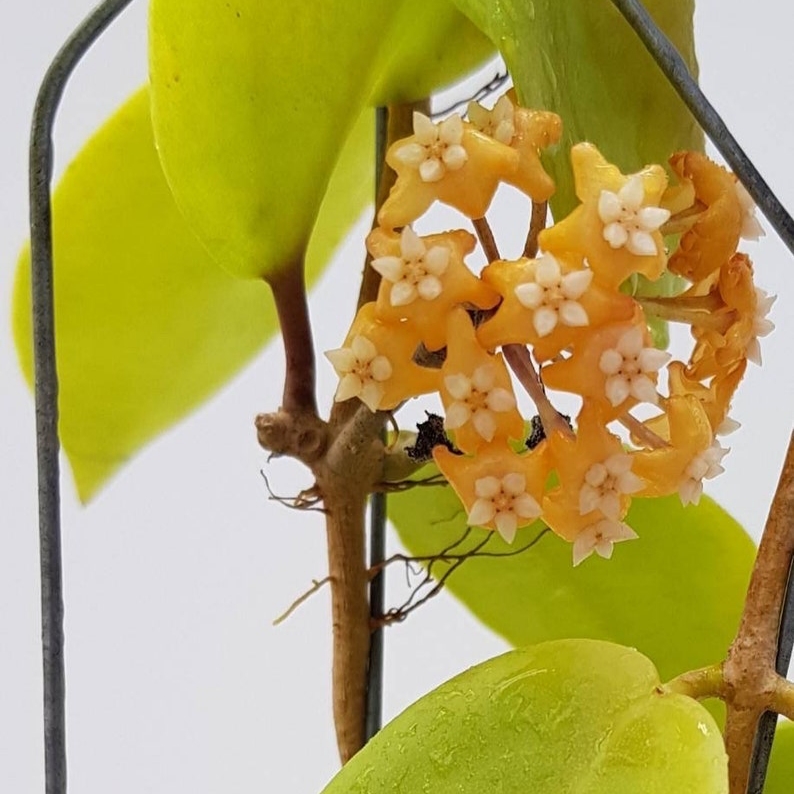 Gün Batımı Rüyası Hoya Mum Çiçeği Fidanı (Turuncu Yıldız Mum Çiçeği)