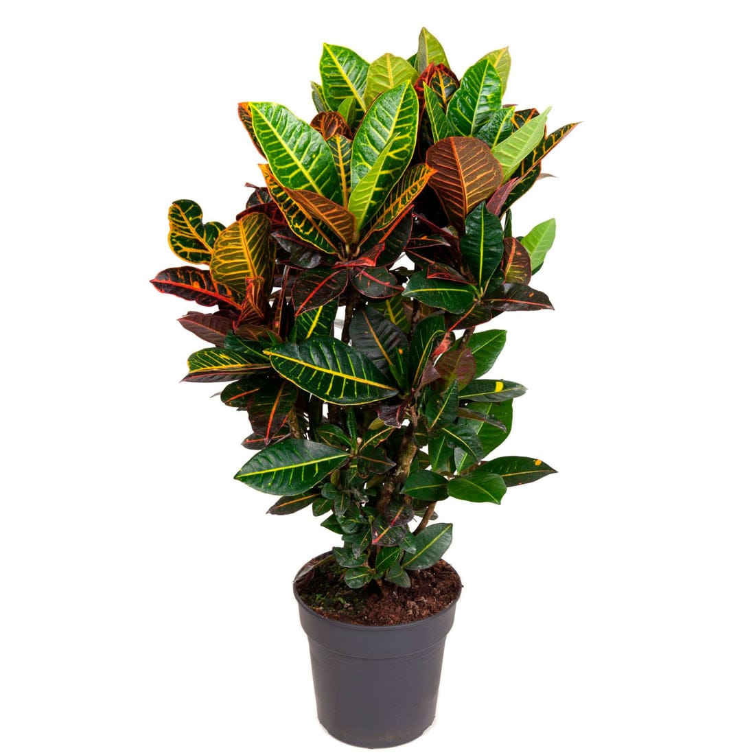 Saksıda Croton Petra Çiçeği