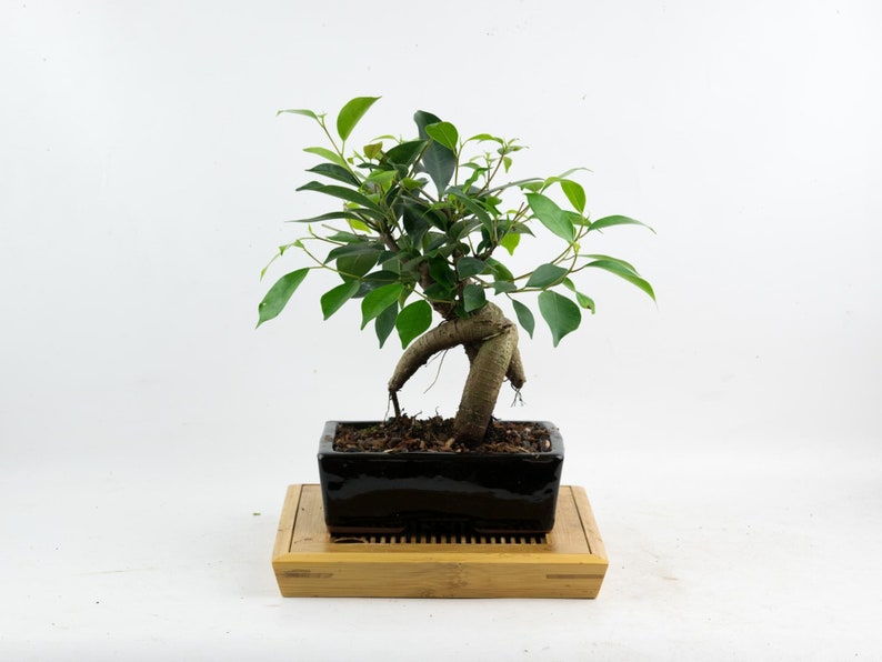 Kare Kayık saksıda bonsai