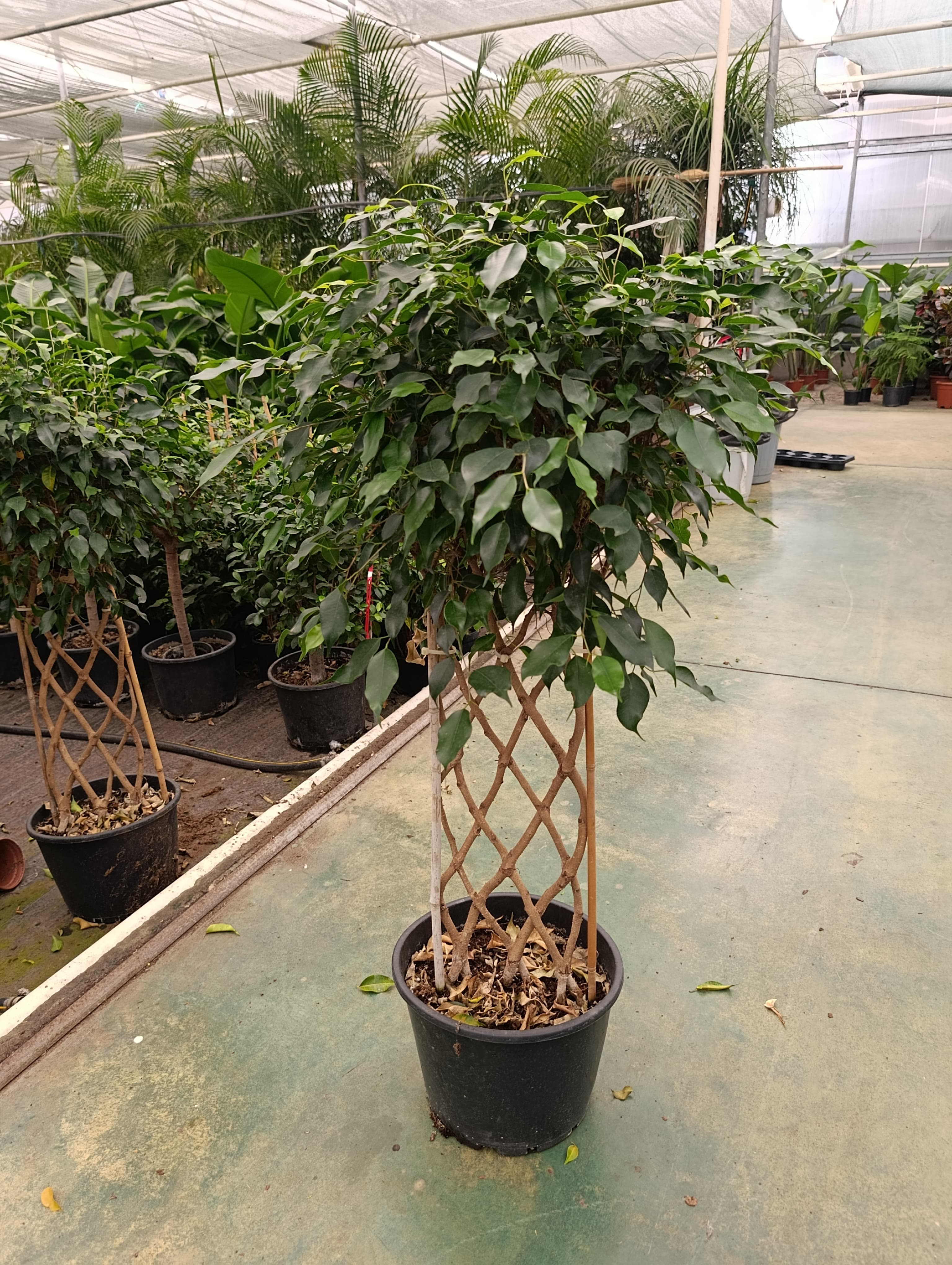 Saksıda Ficus Sütun Örgülü Bitki