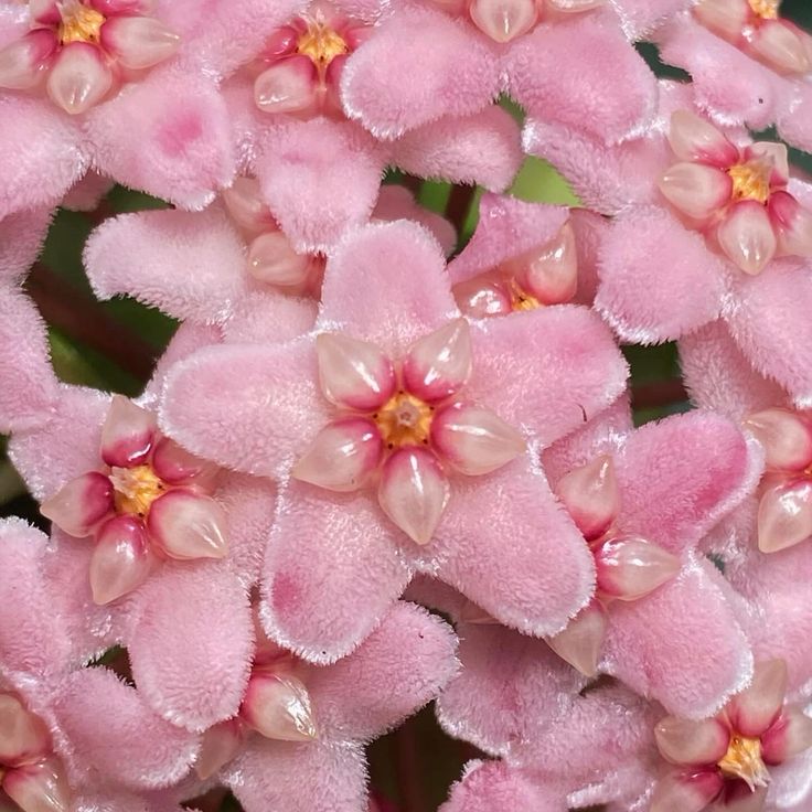 Pembe Yıldız İnci Parlak Çiçekli Hoya Carnosa Mum Çiçeği Fidanı