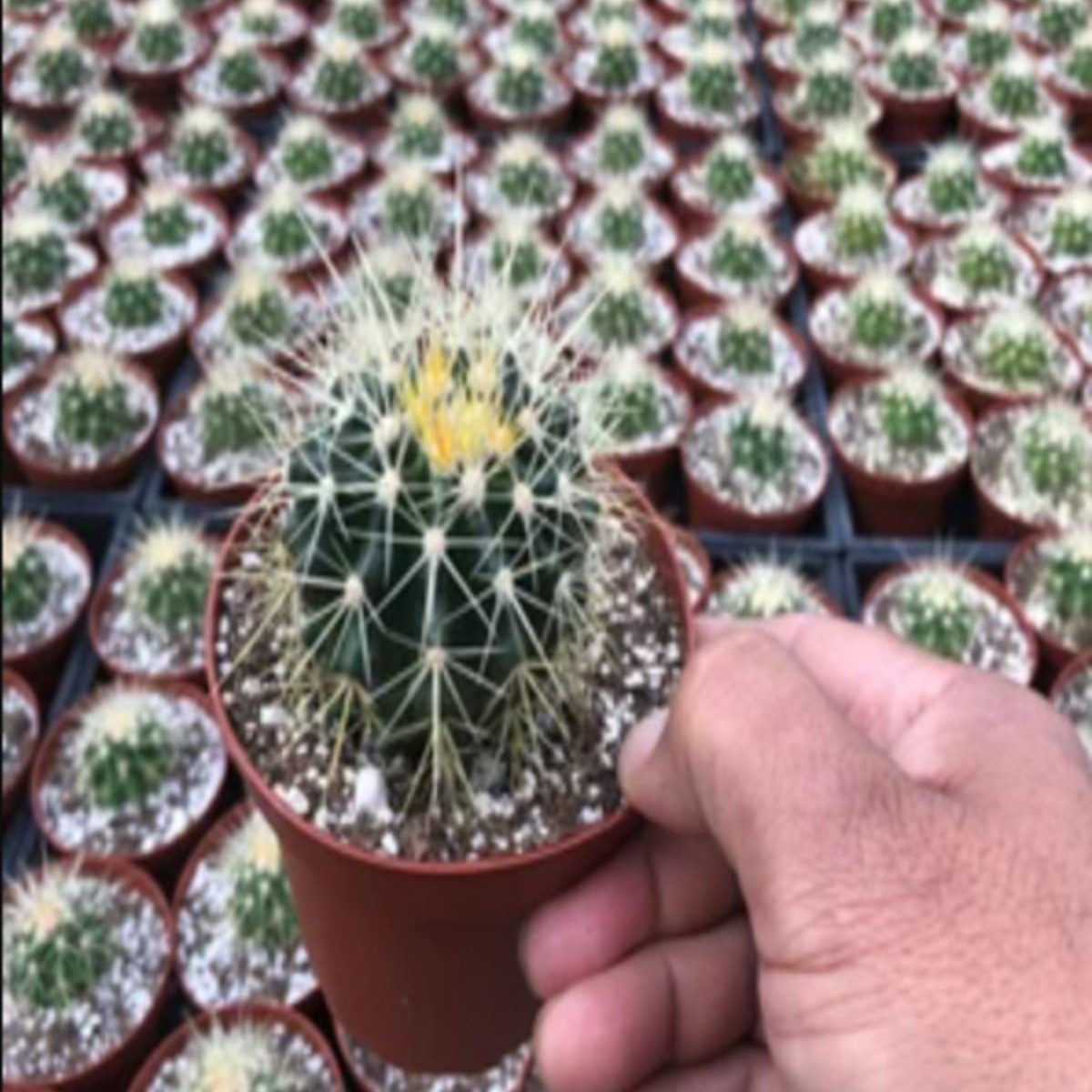 Altın Top Kaktüsü Saksılı Kaktüs Alıtıntop Altın Fıçı Barel Kaktüs Echinocactus Grusonii 