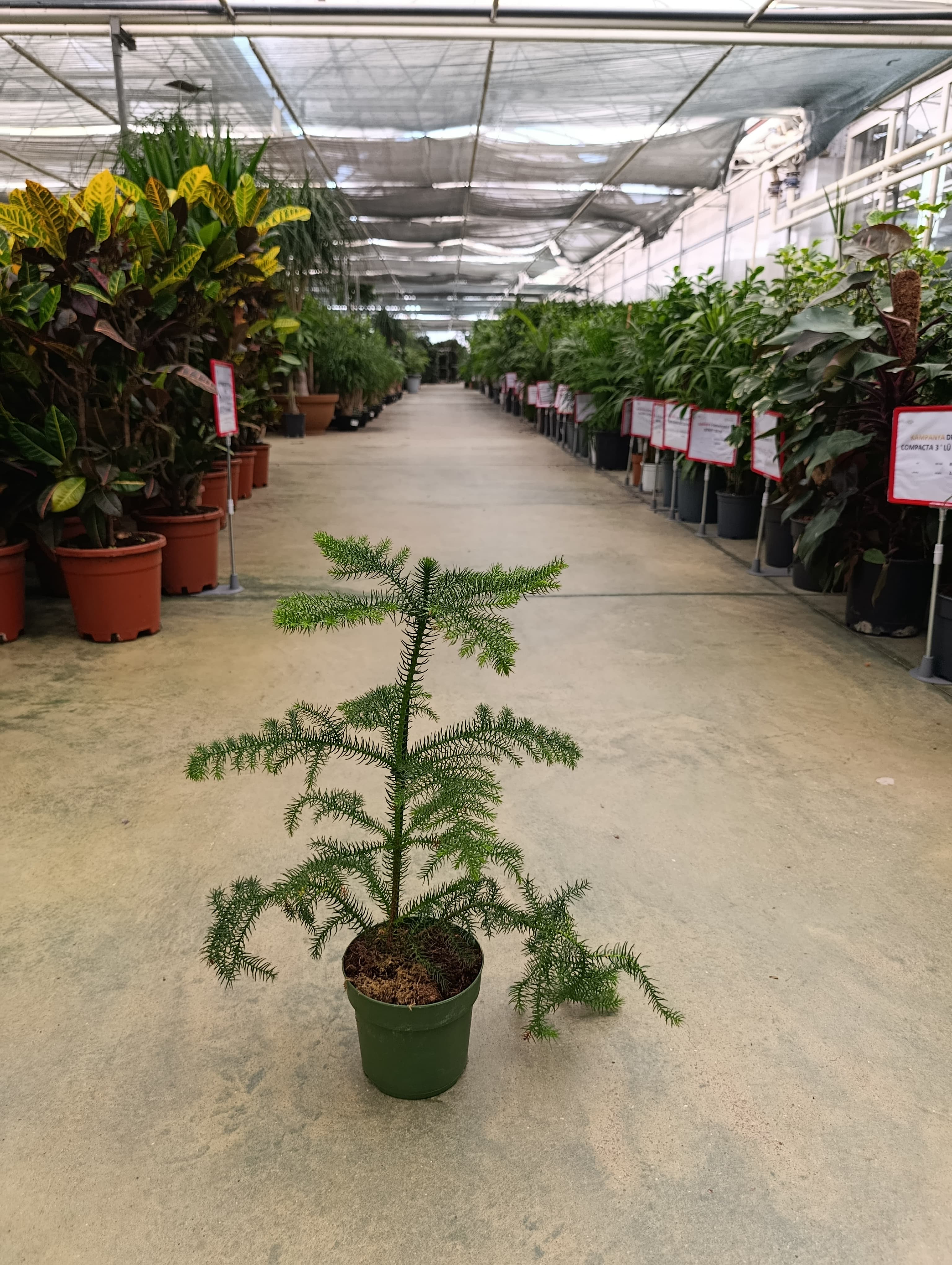Saksıda Salon Çamı - Araucaria Heterophylla