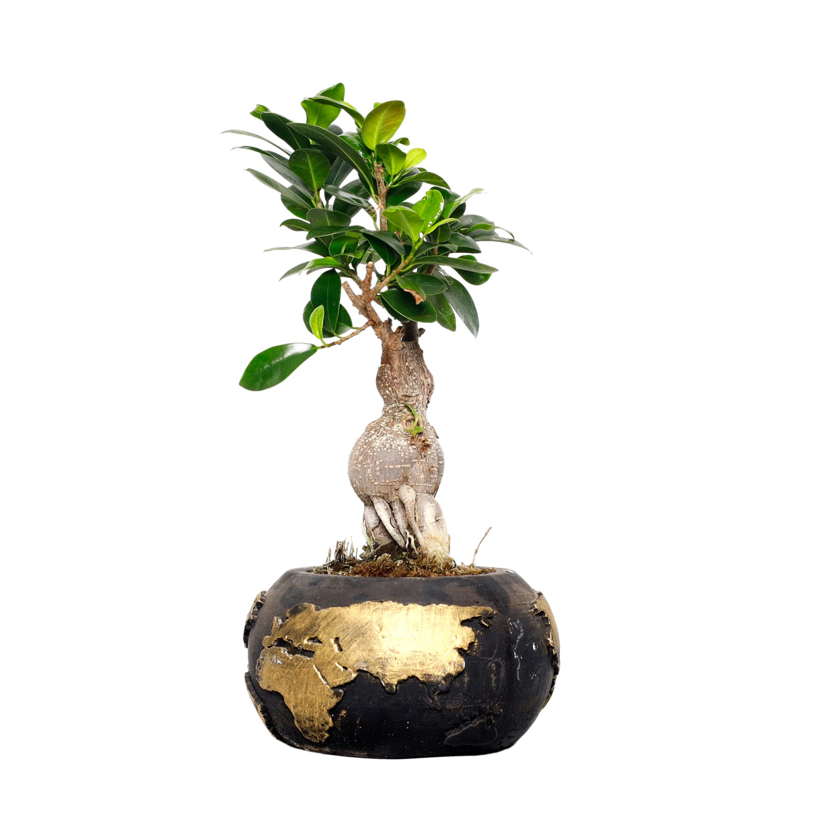 Etiyopya Bonsai Gold Dünya Beton Saksıda