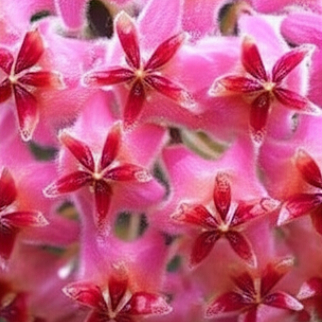Muhteşem Fuşya Rüya Yıldız Mum Çiçeği (Hoya)