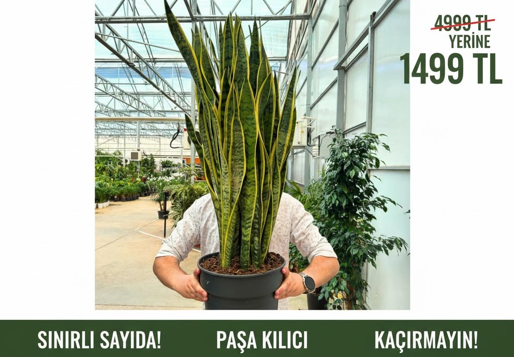 Sarı Çizgili Anaç Altın Paşa Kılıcı 90-120 cm