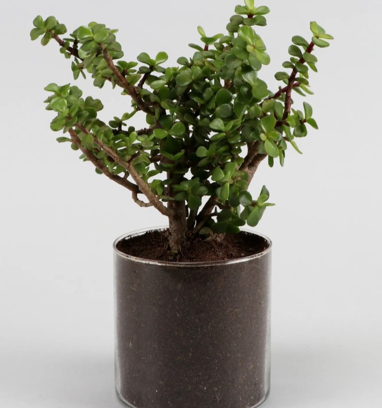 Afra Bonsai Şans Getiren Çiçek Dekoratif Cam Saksıda