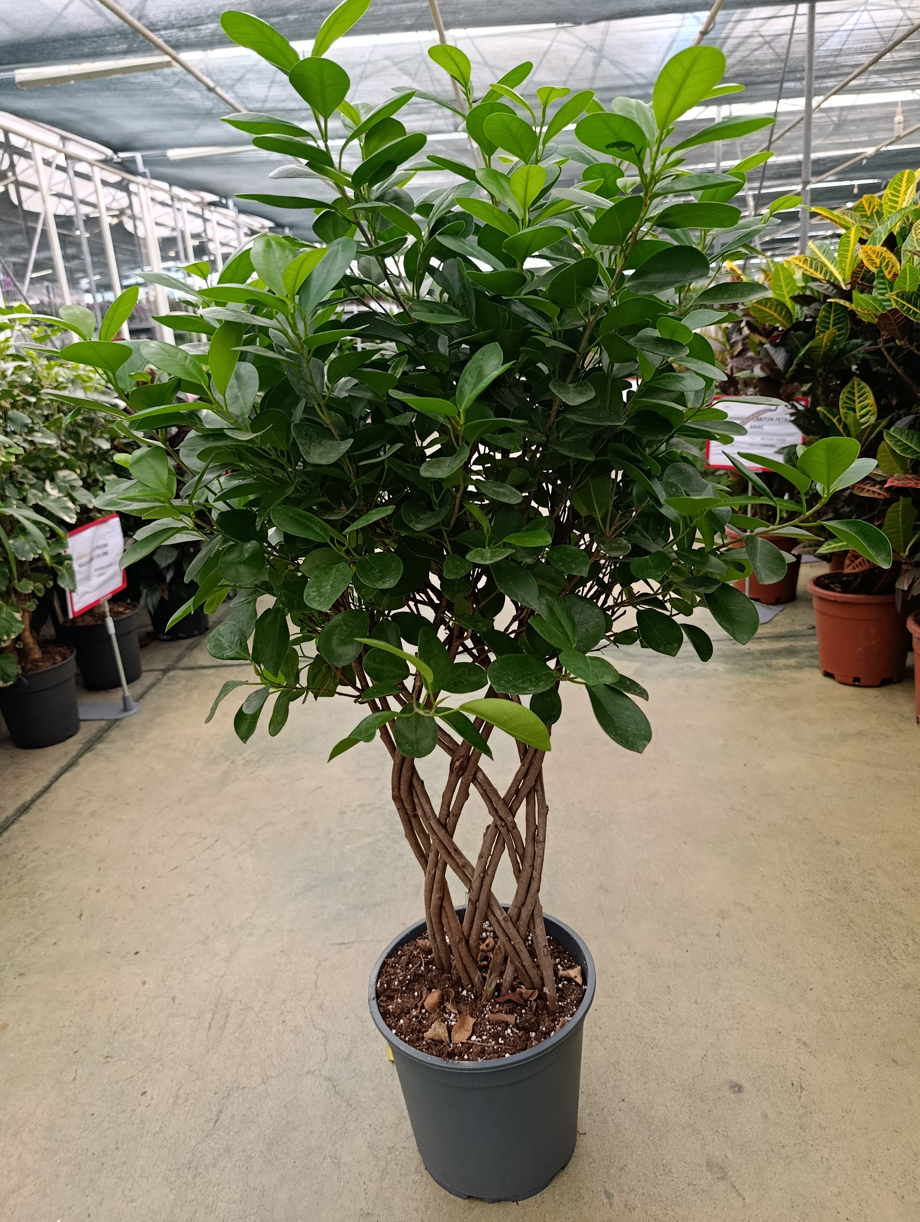 Ficus Maclome Braided Bitkisi İthal