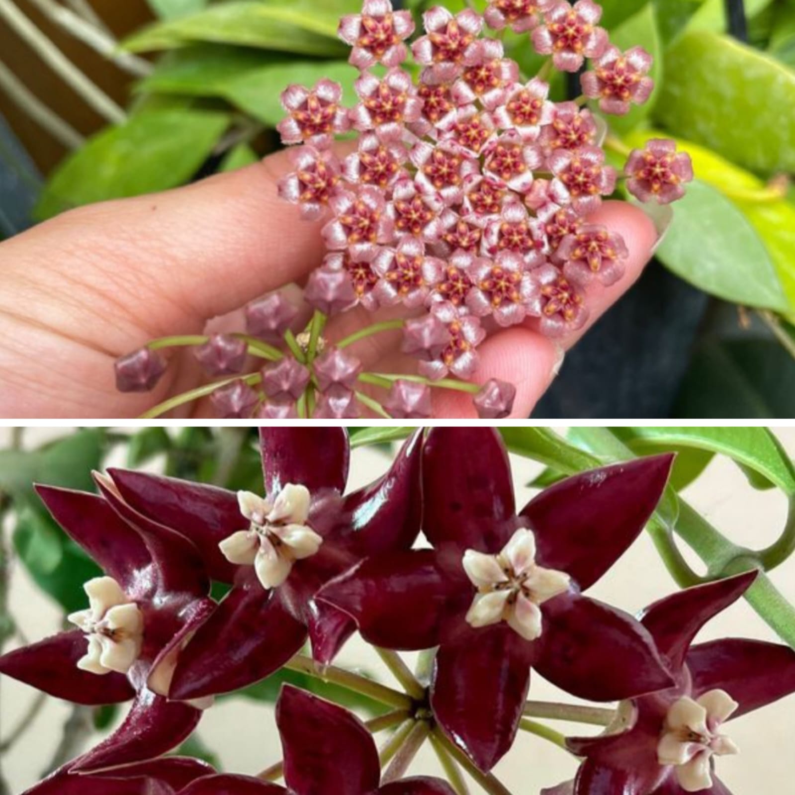 Hoya Carnosa İkili Mum Çiçeği