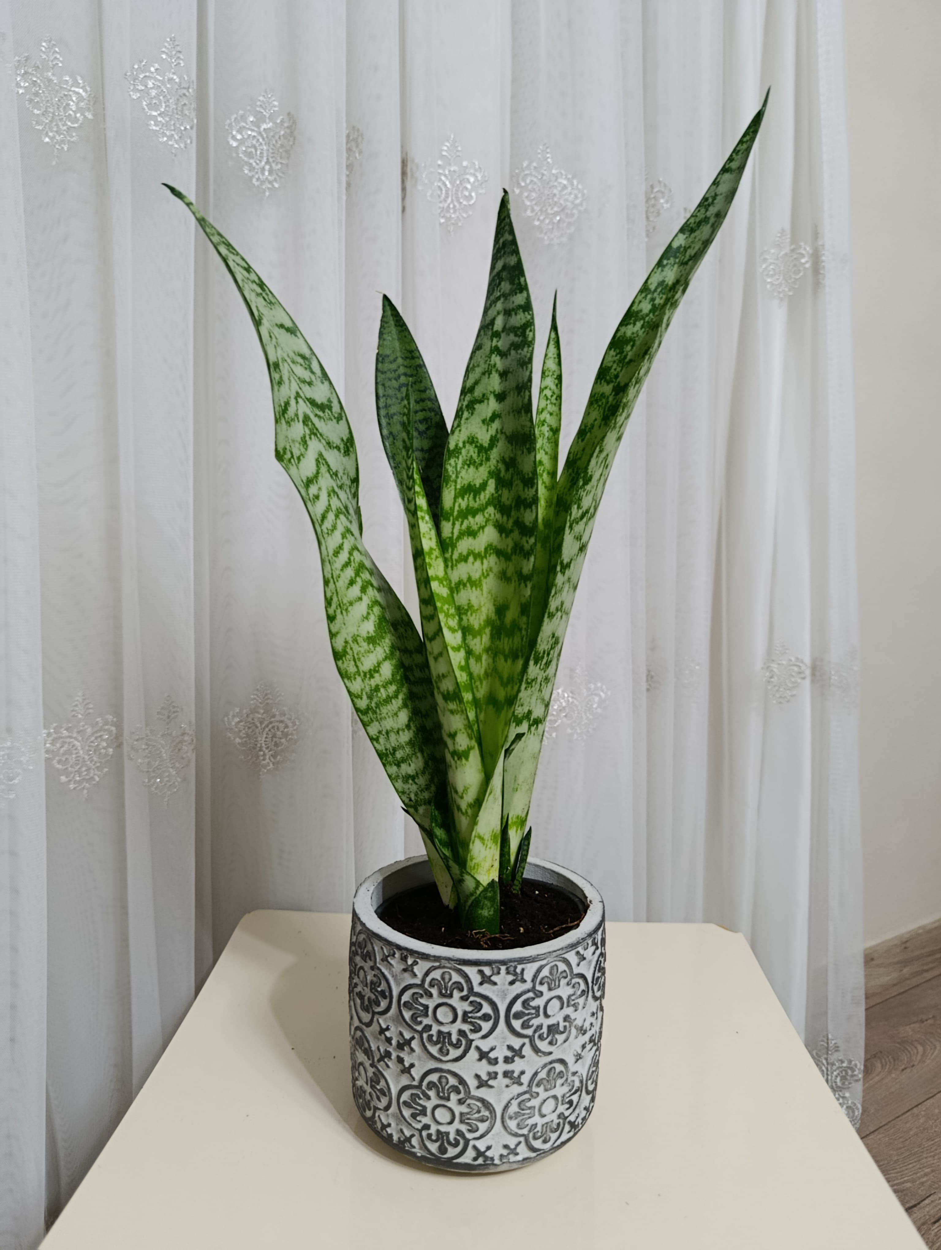 Çiçek Desenli Taş Saksıda Paşa Kılıcı Çiçeği
