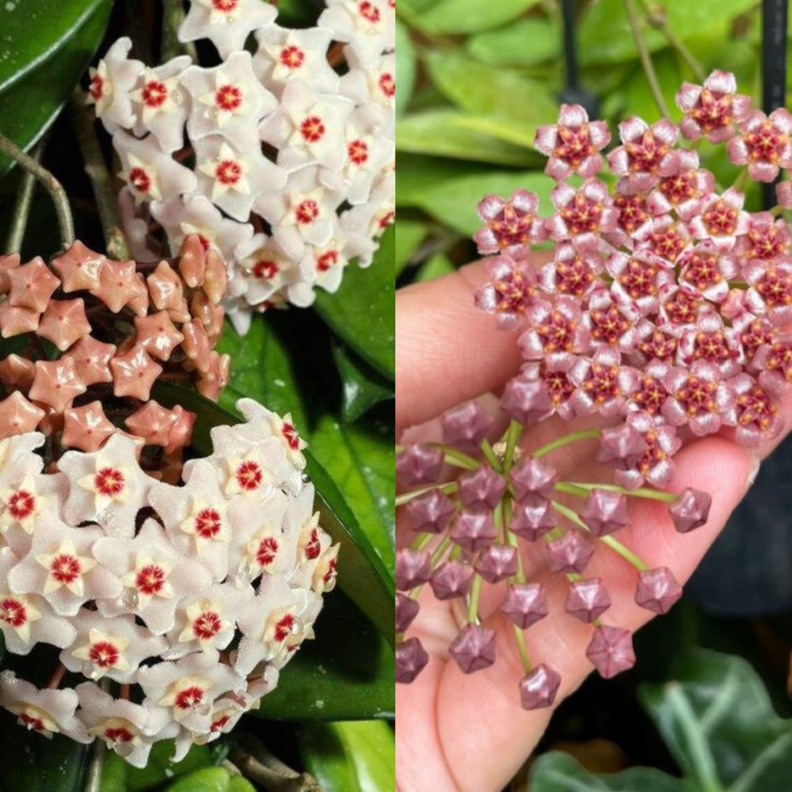 Hoya Carnosa Üçlü Mum Çiçeği