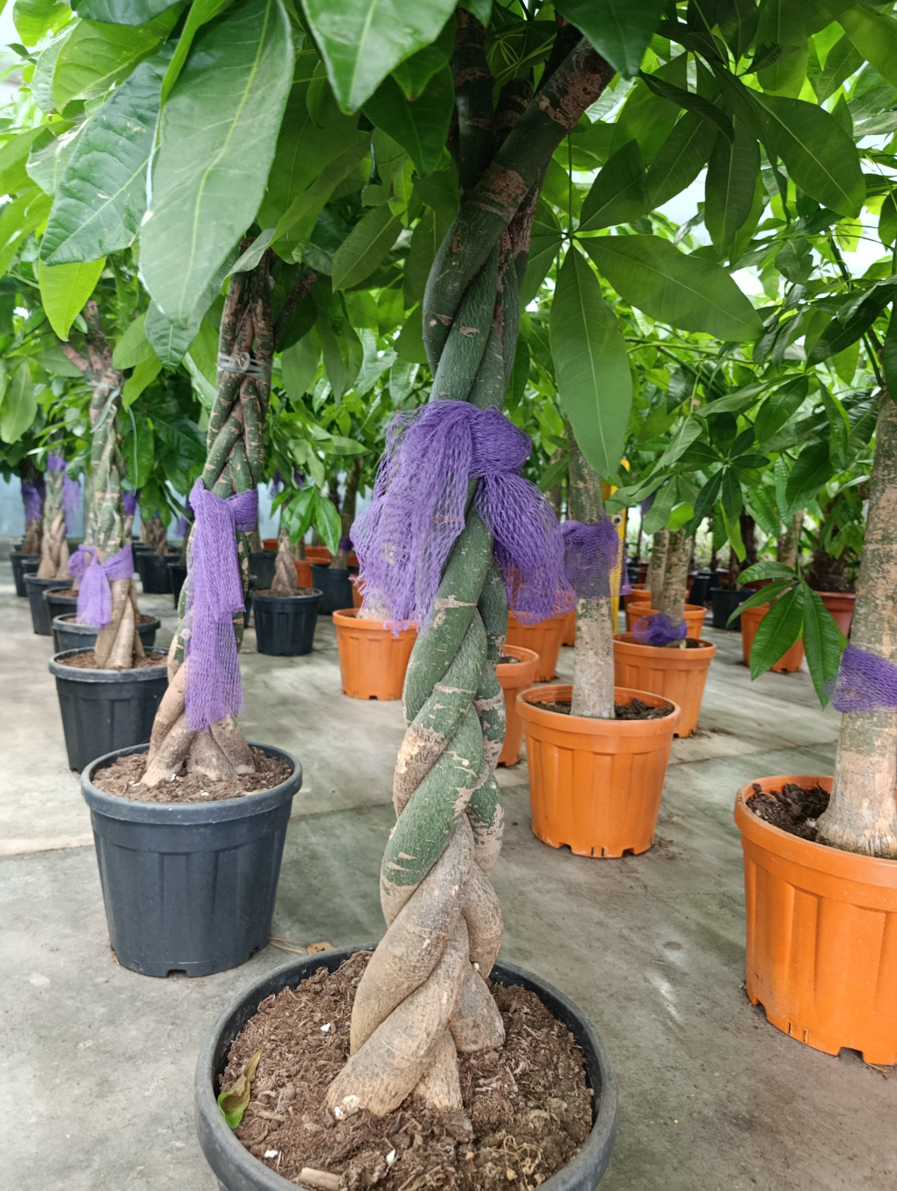 Pachira Para Ağacı