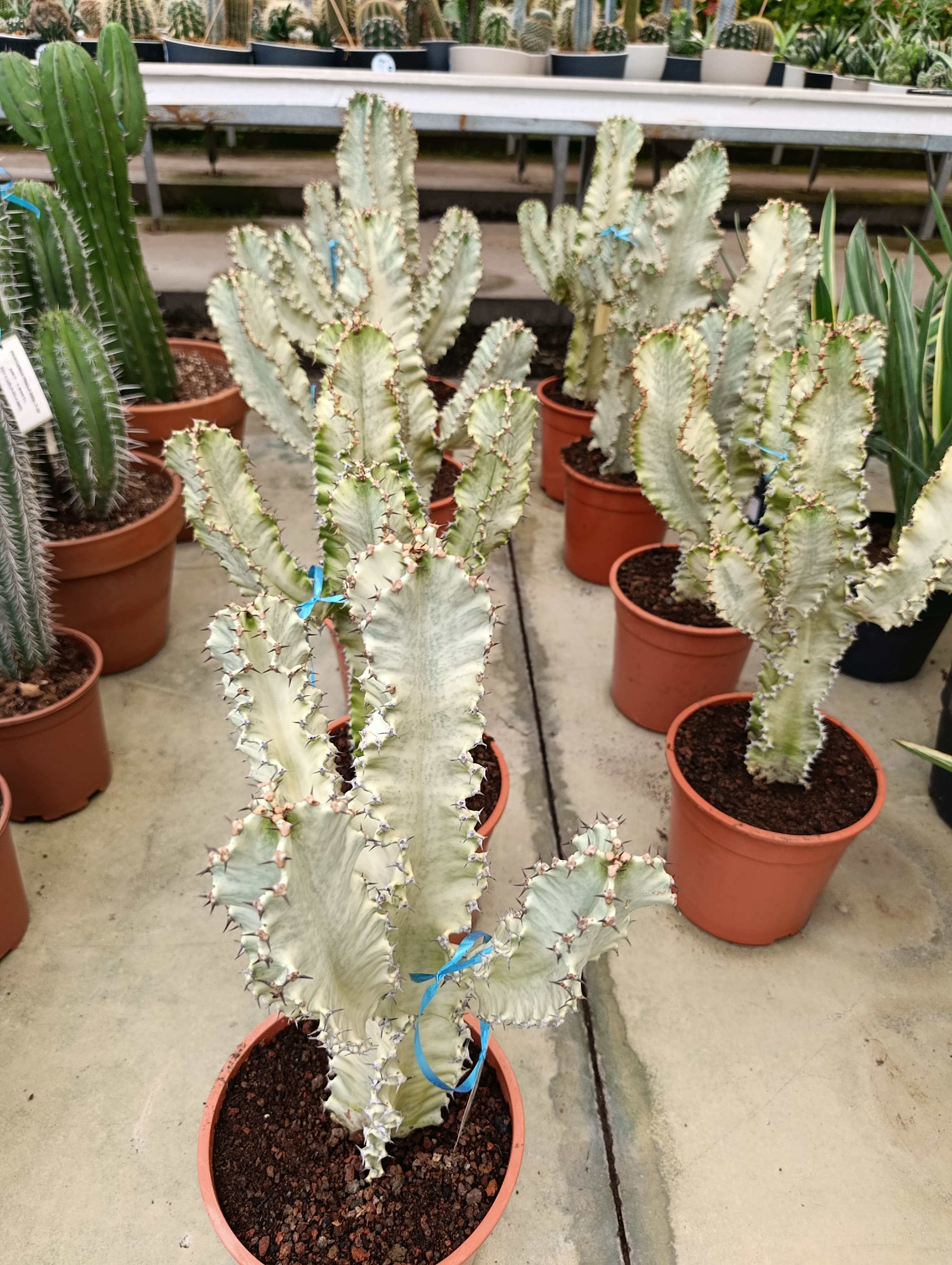 Alacalı Kovboy Kaktüs - Euphorbia Marmorata