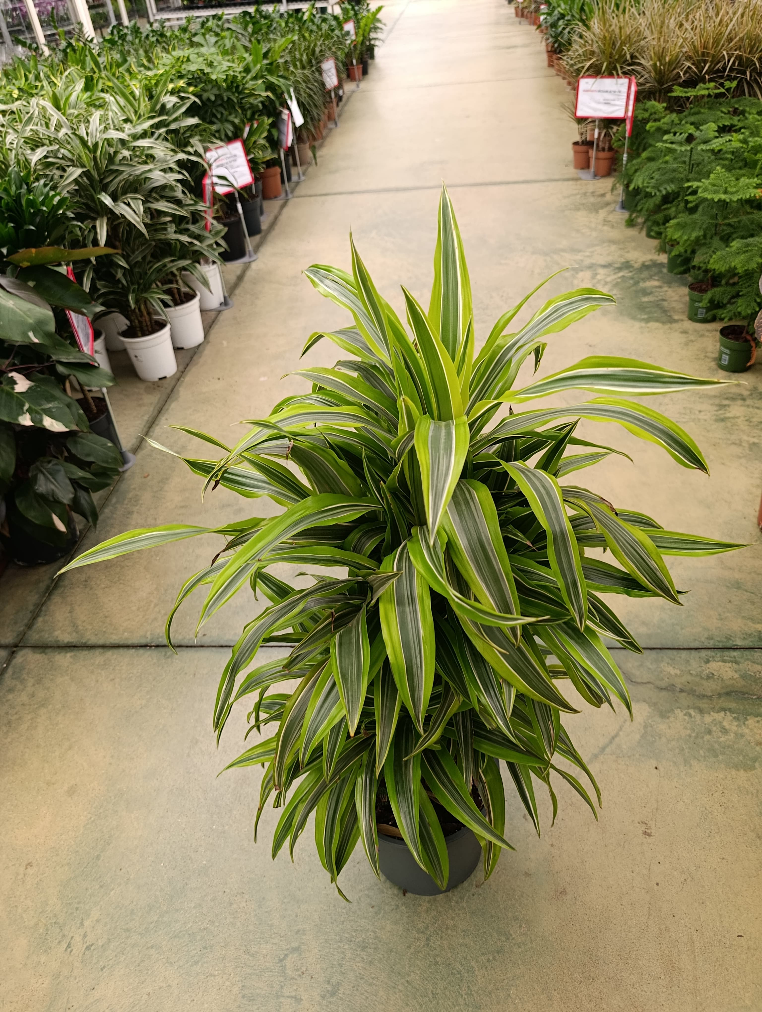 Dracaena Lemon Lime Branched