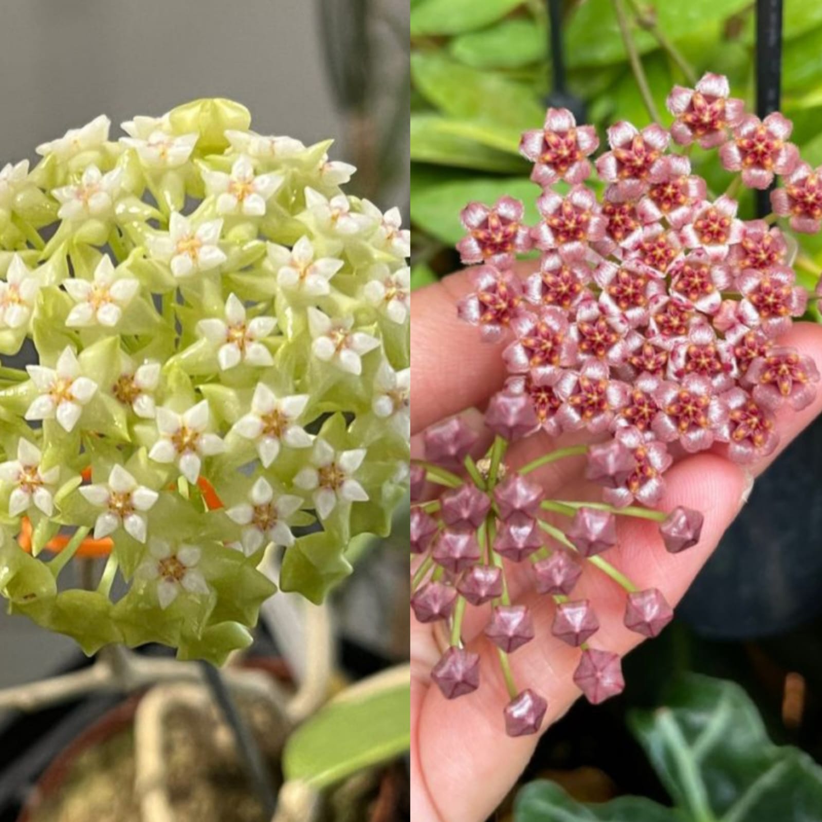 Hoya Carnosa İkili Mum Çiçeği