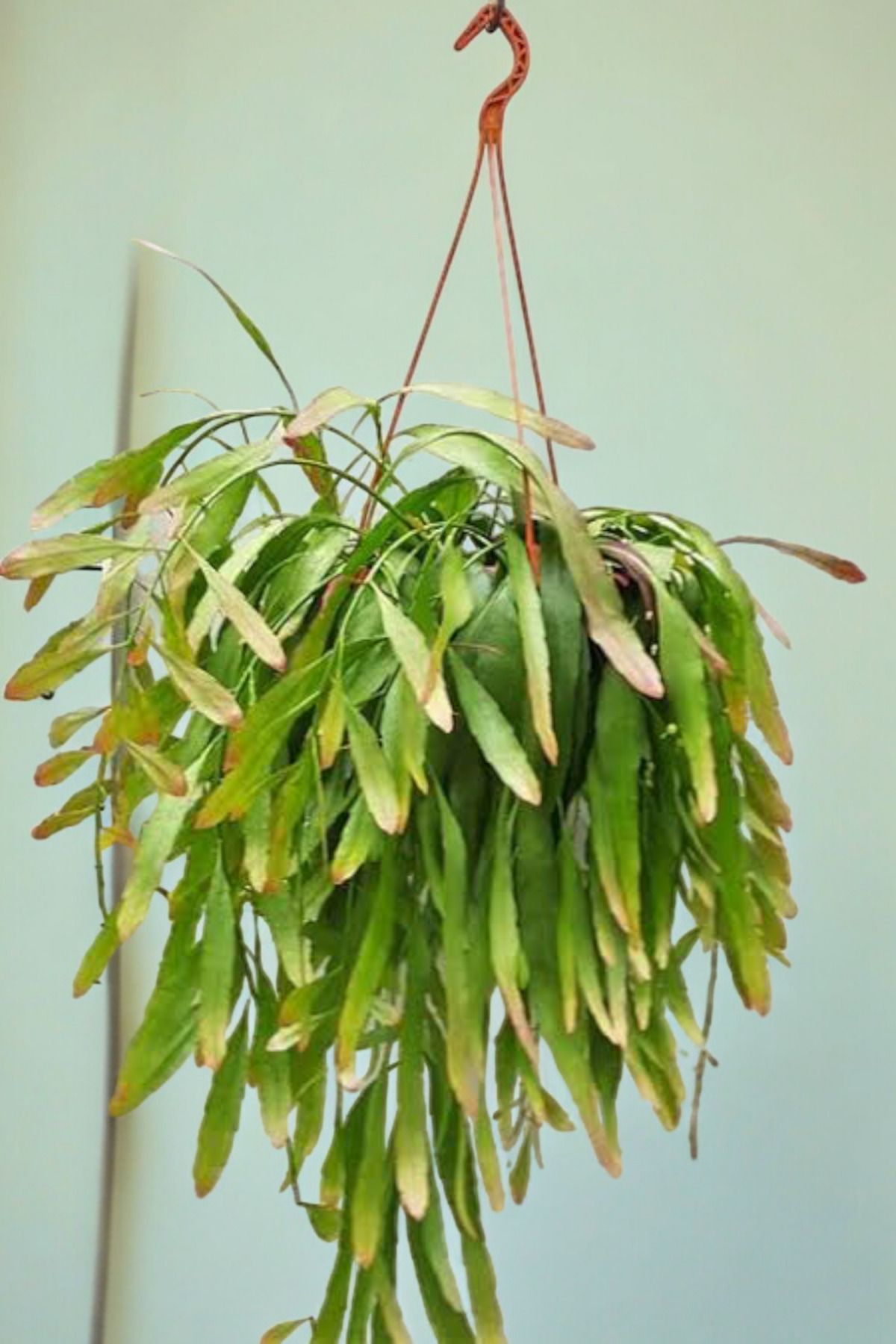 Rhipsalis ramulosa 'Red Coral' Fidesi