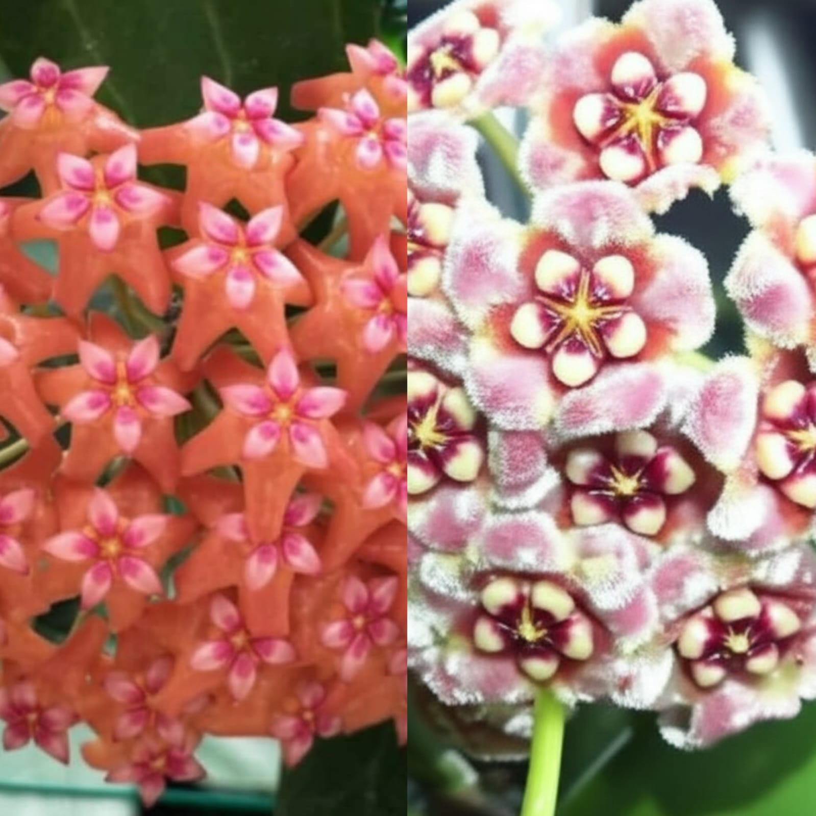 Hoya Carnosa İkili Mum Çiçeği