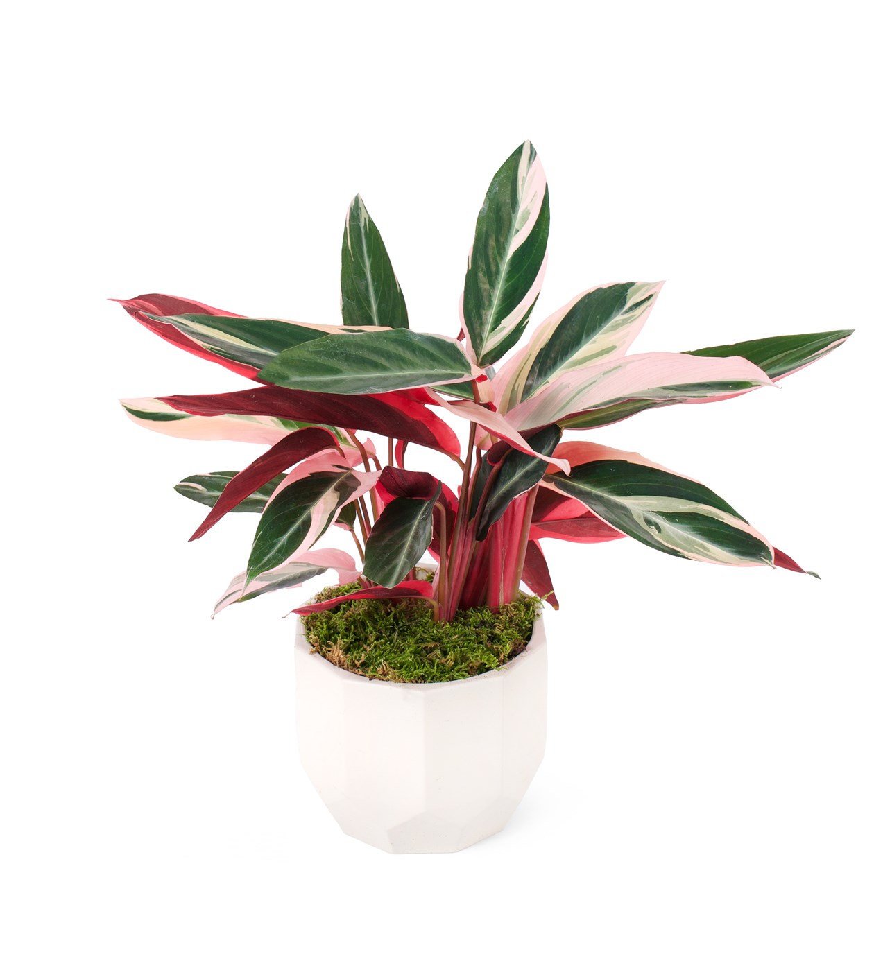 Kalatya Triostar - Dua Çiçeği - Calathea triostar
