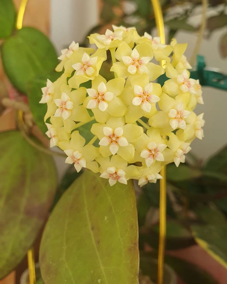 Yıldız Görünümlü Papatya Çiçekli Sarı Hoya Carnosa Mum Çiçeği Fidanı