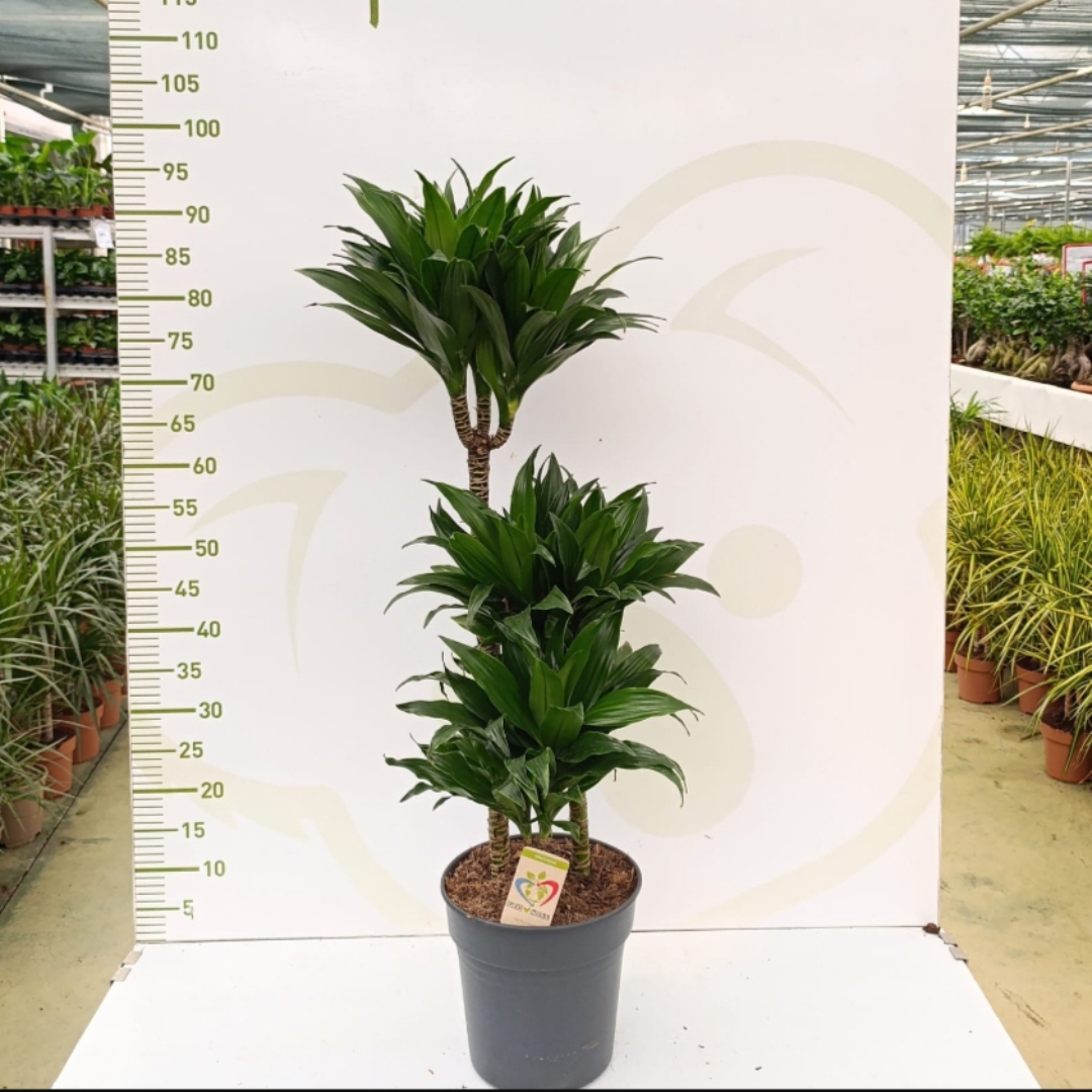 DRACAENA COMPACTA  3 köklü 3 PP 80-100 cm