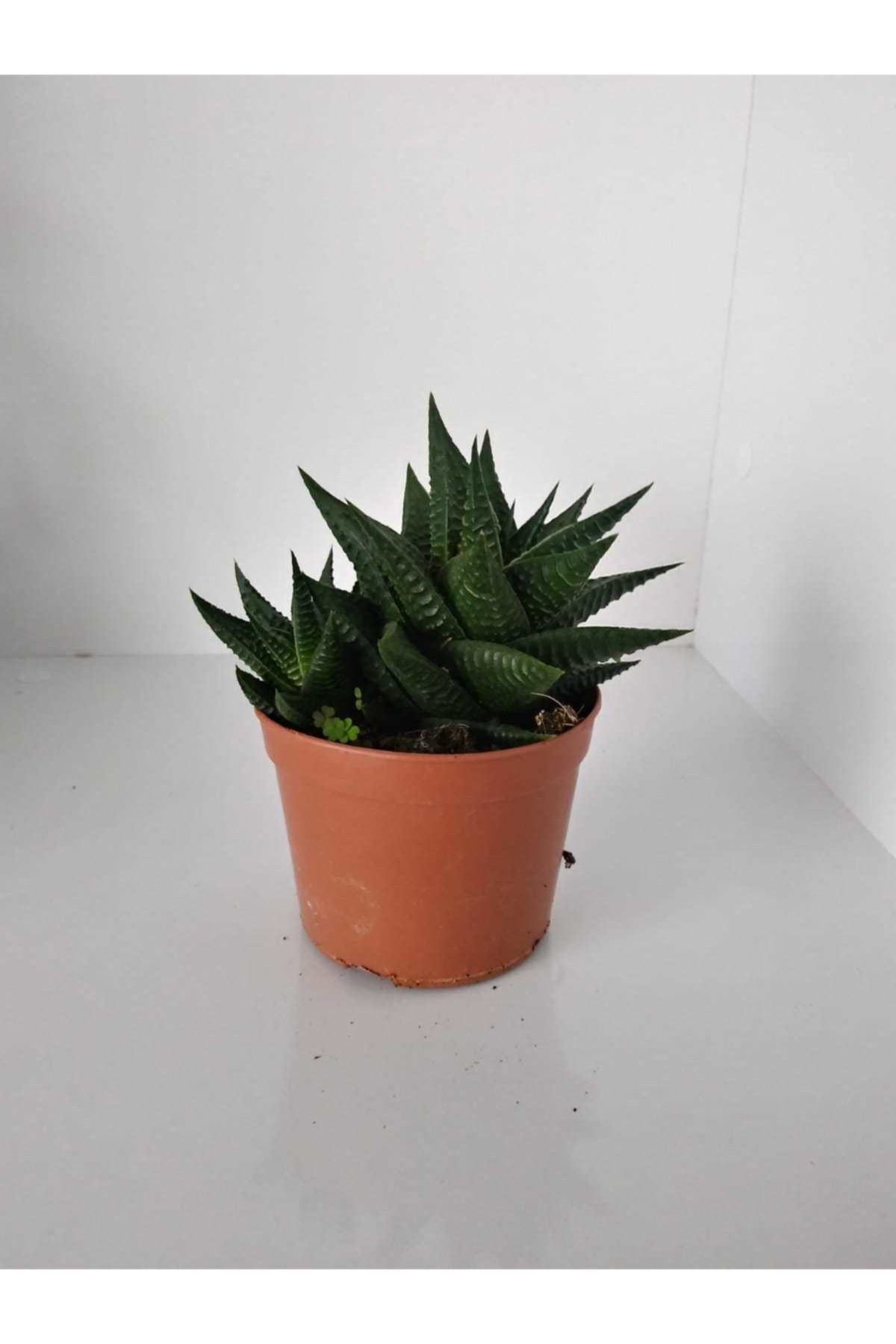 Haworthia Limifolia Sukulent 5.5 Saksıda