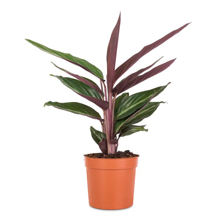 Stromanthe Dua Çiçeği 20-30 cm