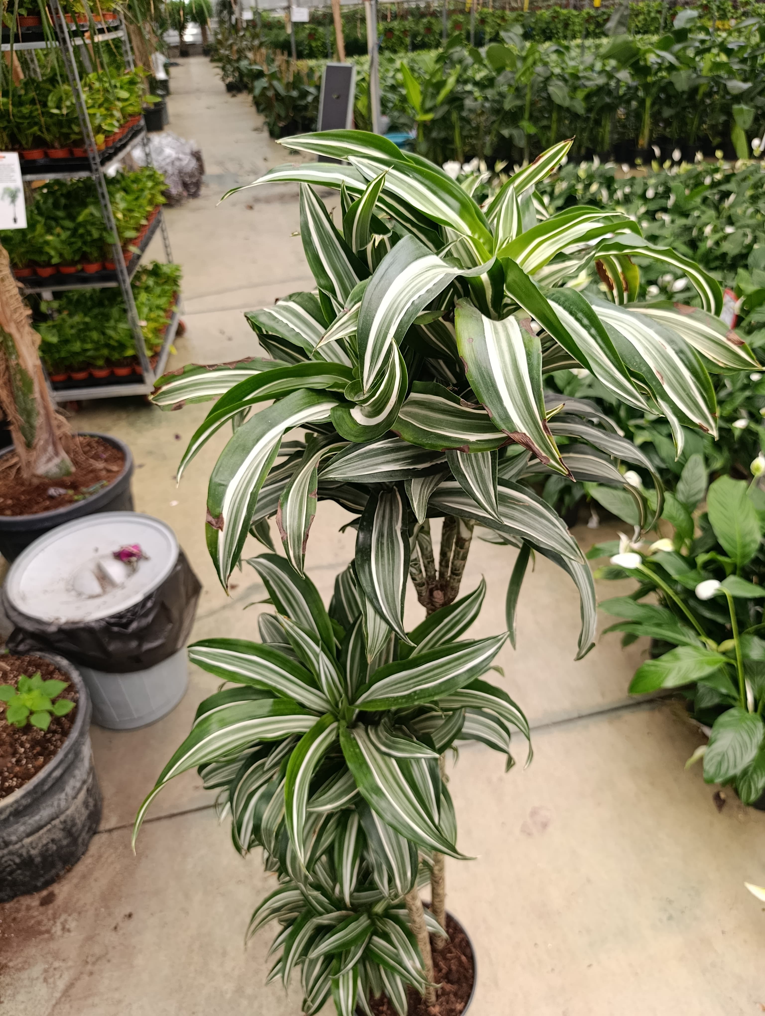 Dracaena Jade Jawel Bitkisi