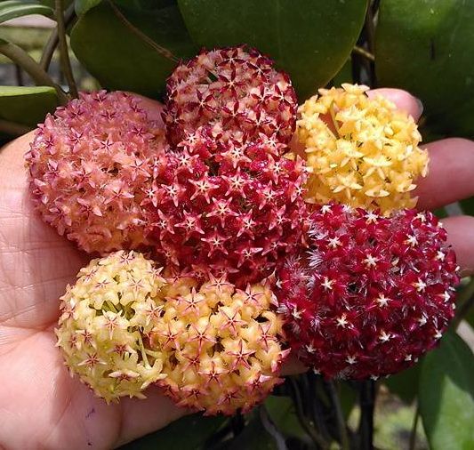 7 Renk Mum Çiçeği Fidanı 7 Ayrı Köklü