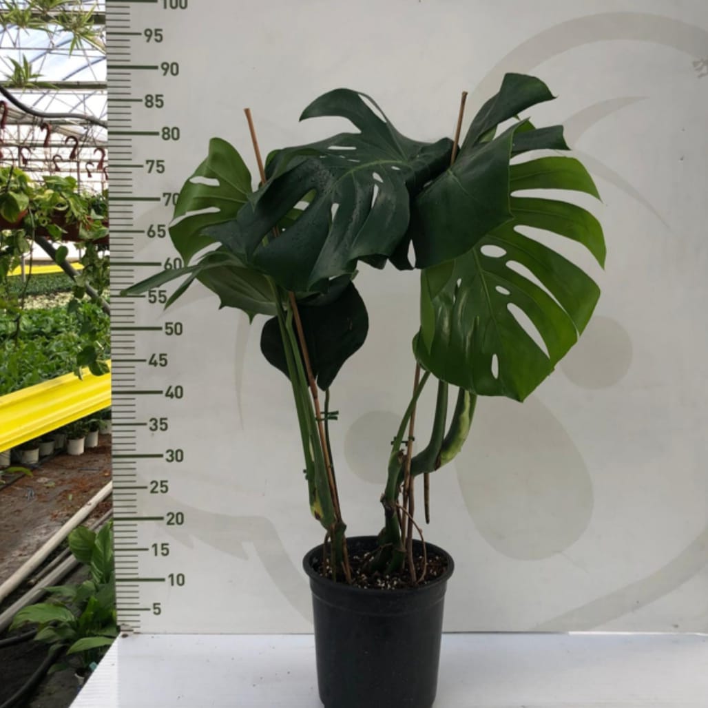 Saksıda Monstera Deve Tabanı
