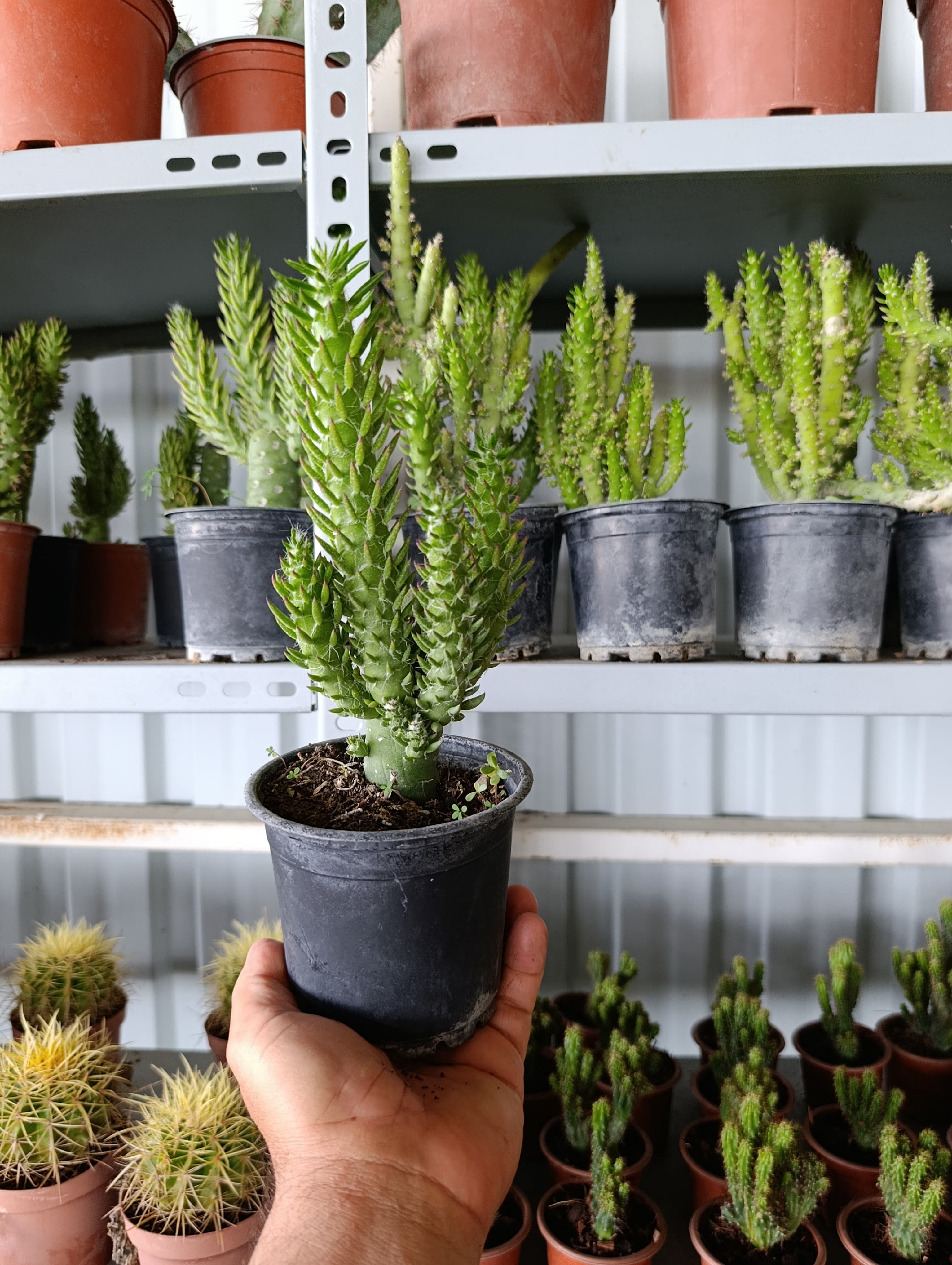 Opuntia Subulata Kaktüs Büyük Boy 10,5cm Saksıda