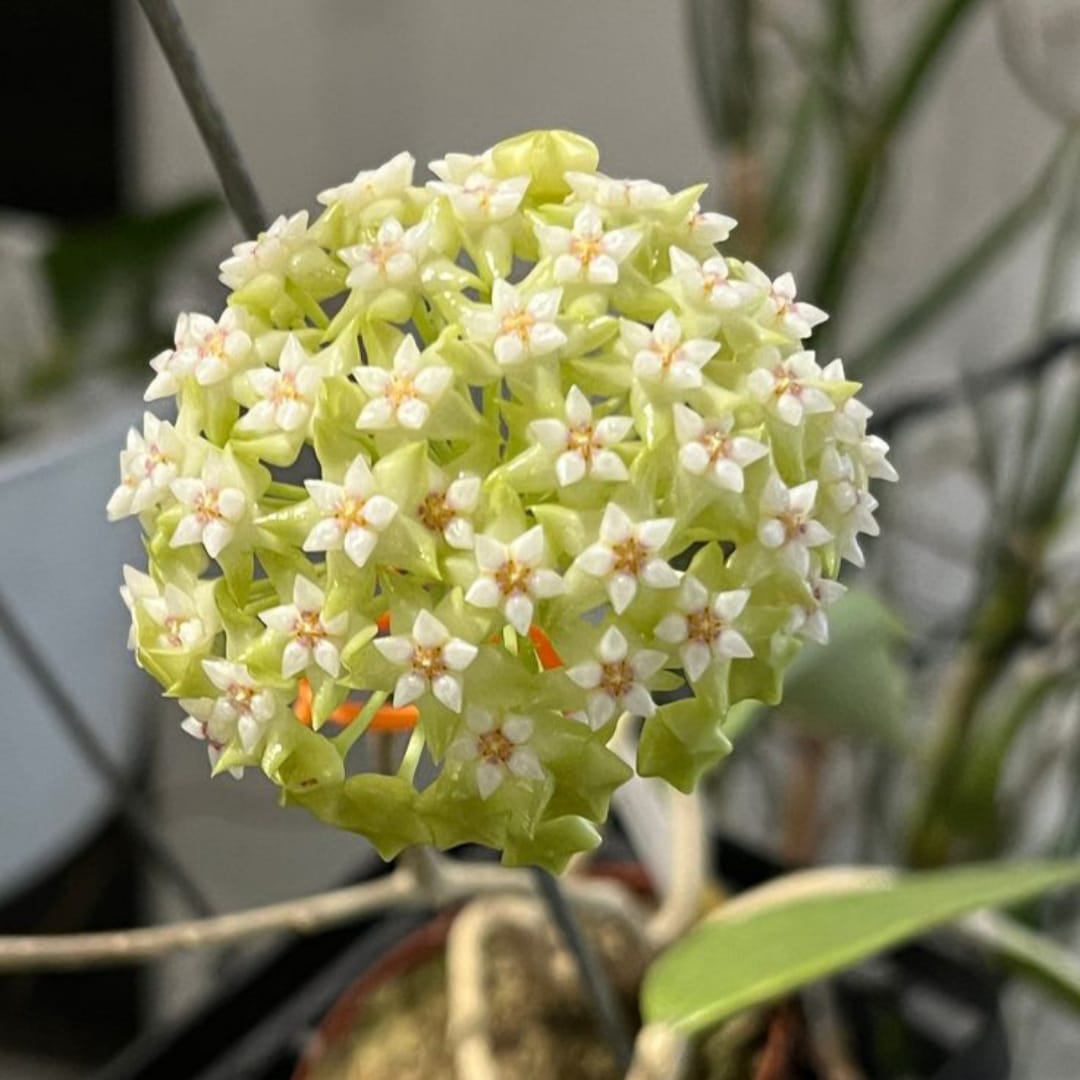 Hoya Carnosa Tekli Mum Çiçeği