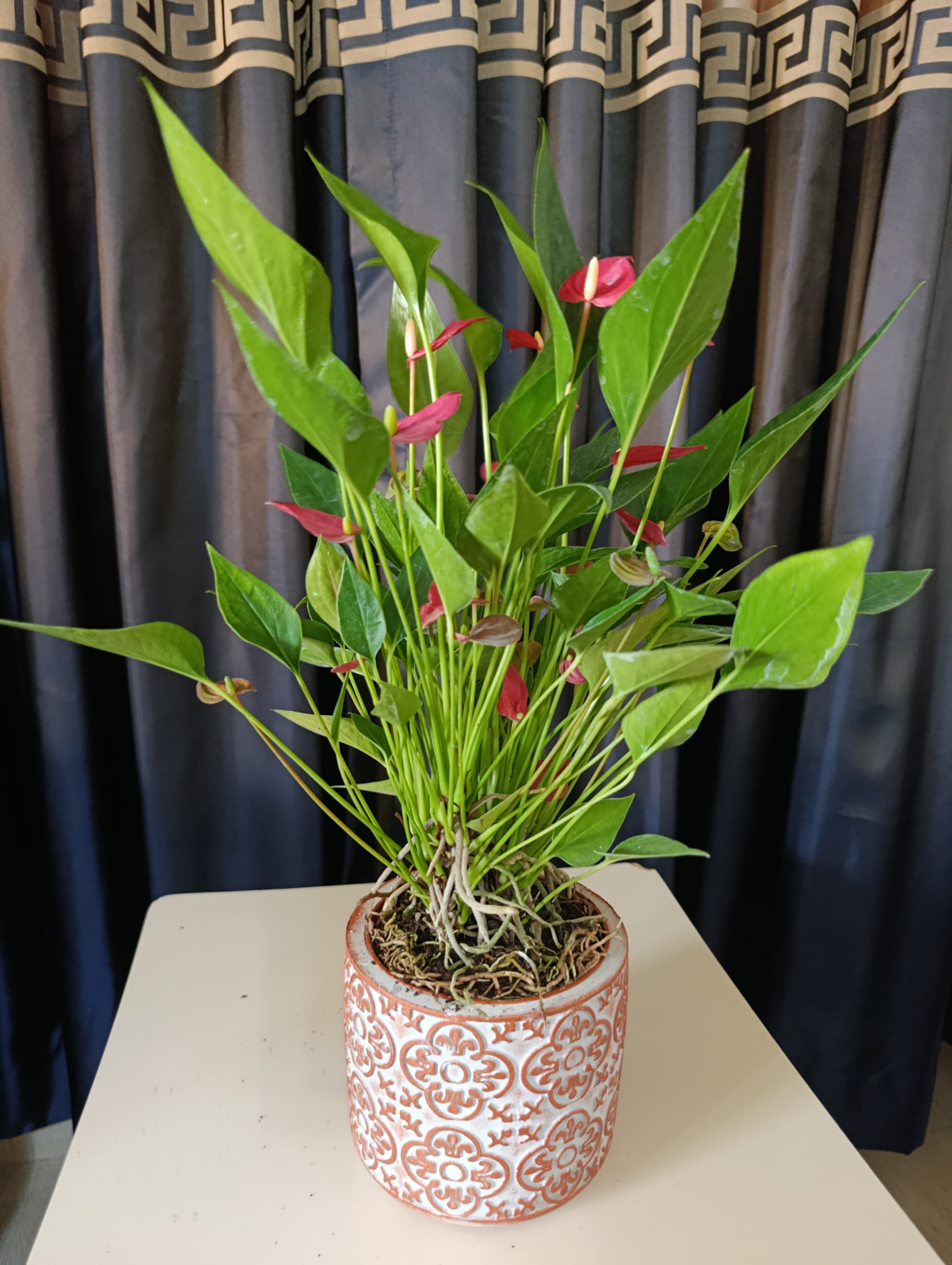 Dekoratif Çiçek Desenli Taş Saksıda Flamingo Çiçeği