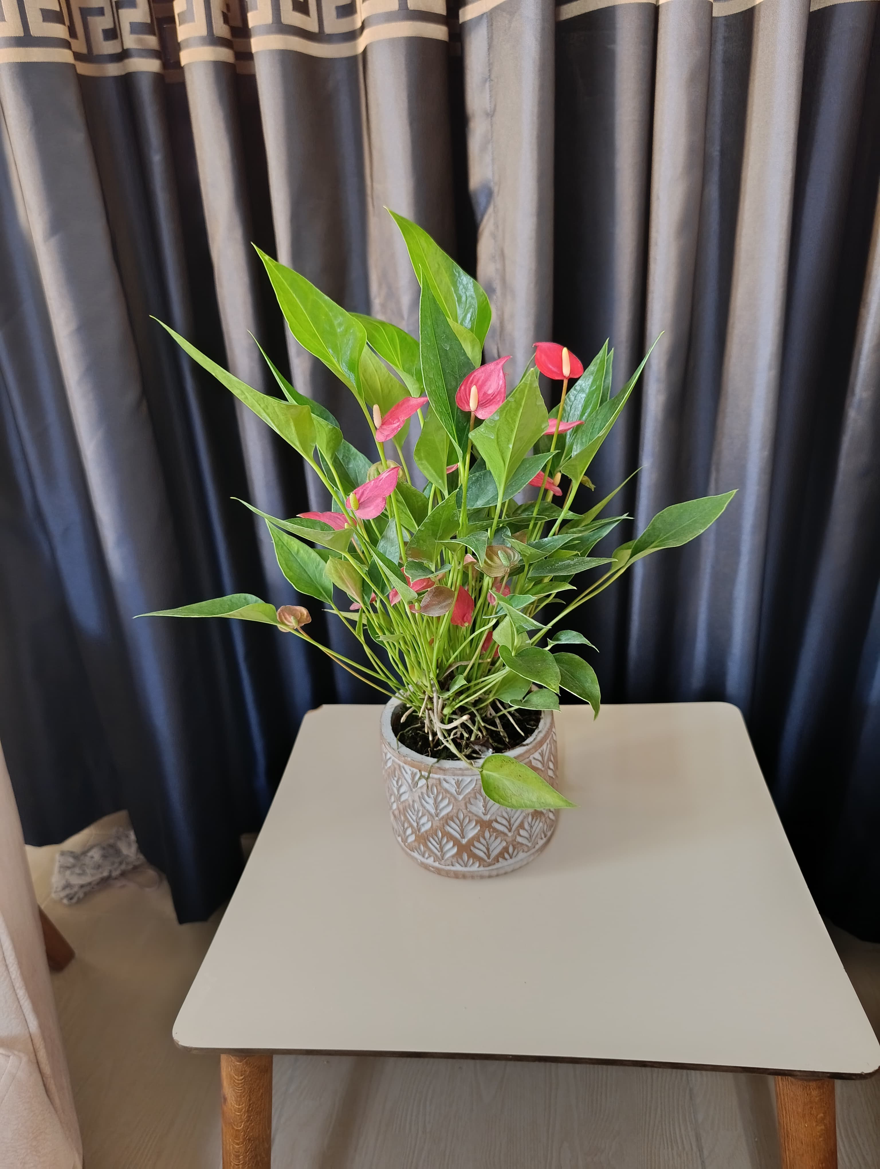 Dekoratif Beyaz Kahverengi Eskitme Taş Saksıda Flamingo Çiçeği