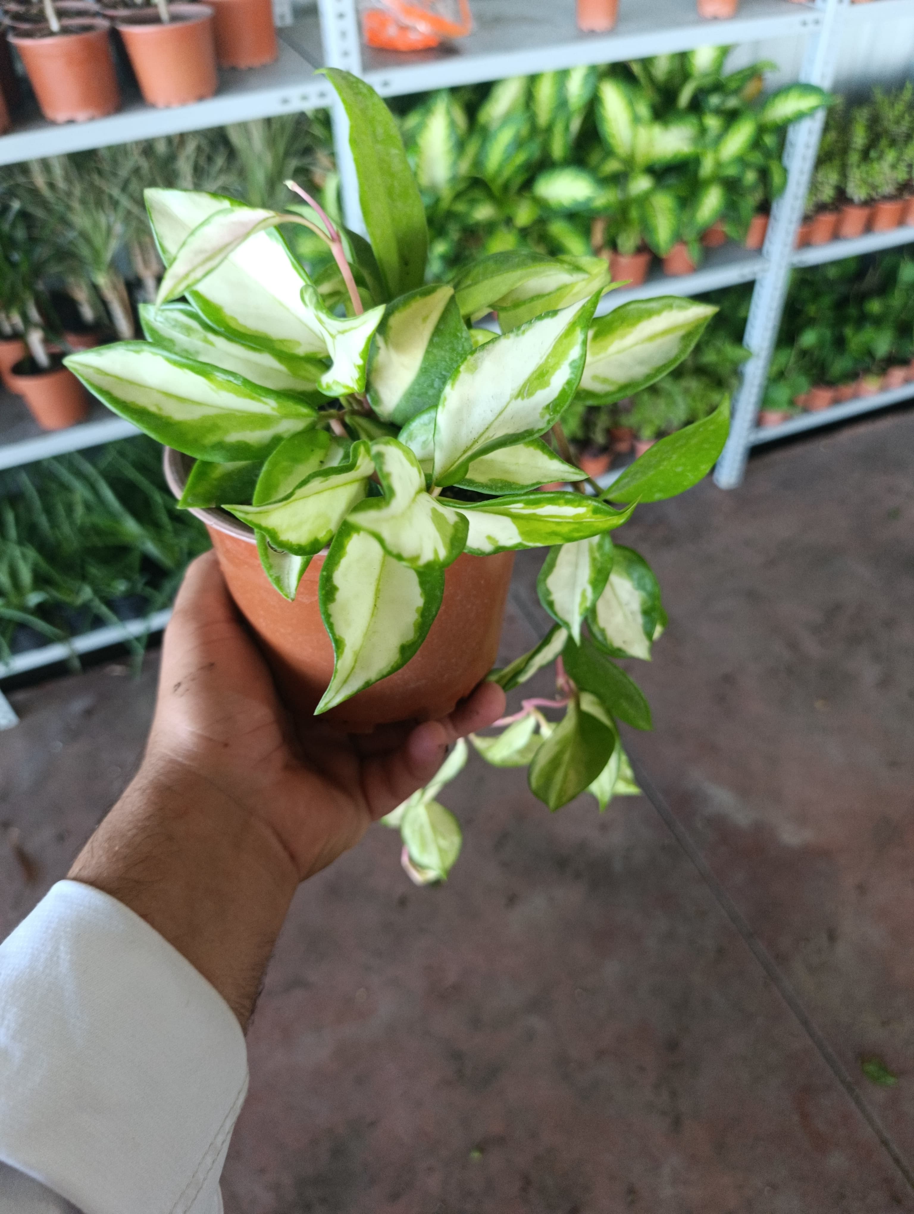 Alacalı Mum Çiçeği (Hoya Carnosa Tricolor)