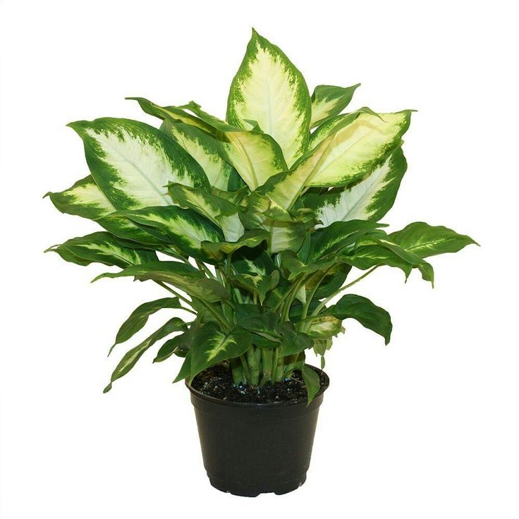Ağlayan Çiçek 30-40 cm Difenbahya 8-10 Köklü 