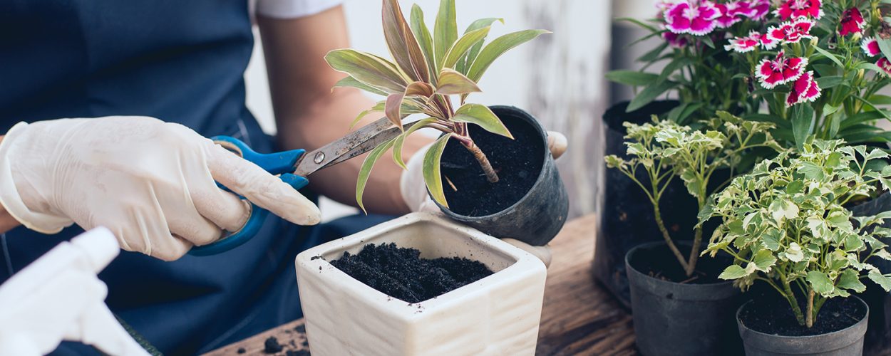 10 litre salon bitkisi toprağı süper organik 17 çeşit ağacın yaprağı ve 3 çeşit doğal gübremkarışımı