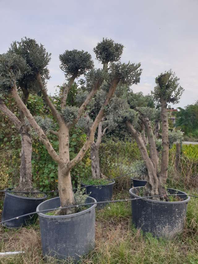 40-50 Yaş Zeytin Ağacı