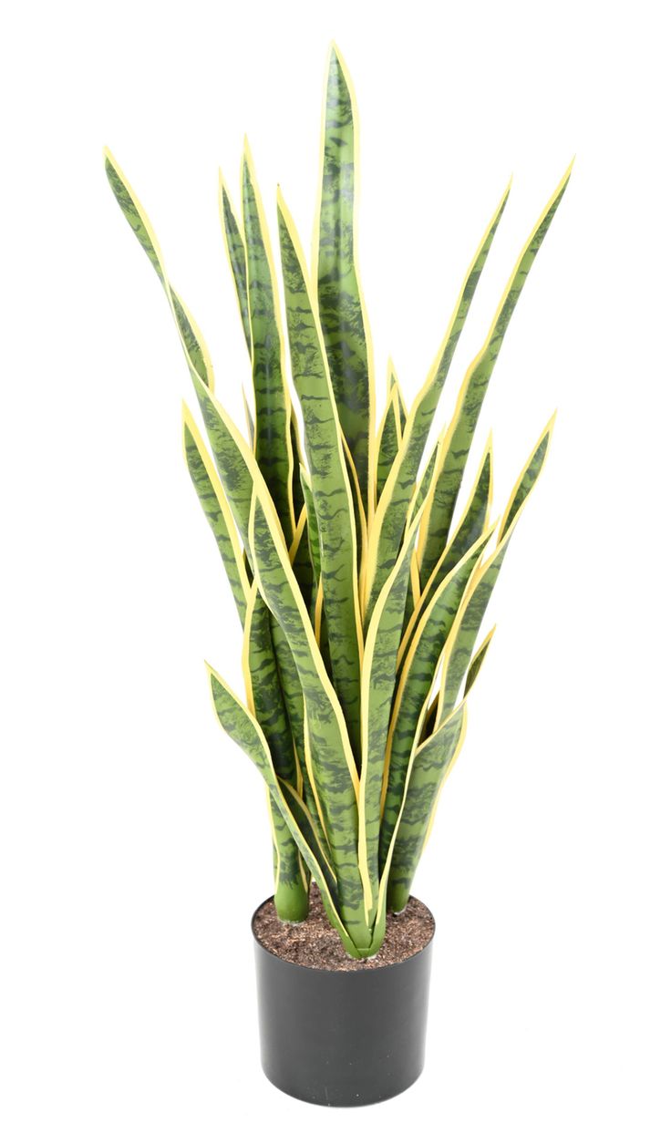 Sarı Çizgili Anaç Altın Paşa Kılıcı 90-120 cm