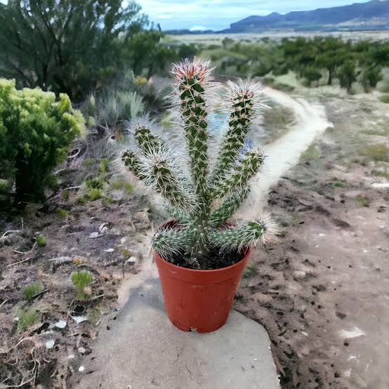 Opuntia Spinosior  Poseydonun Hançeri Kaktüs