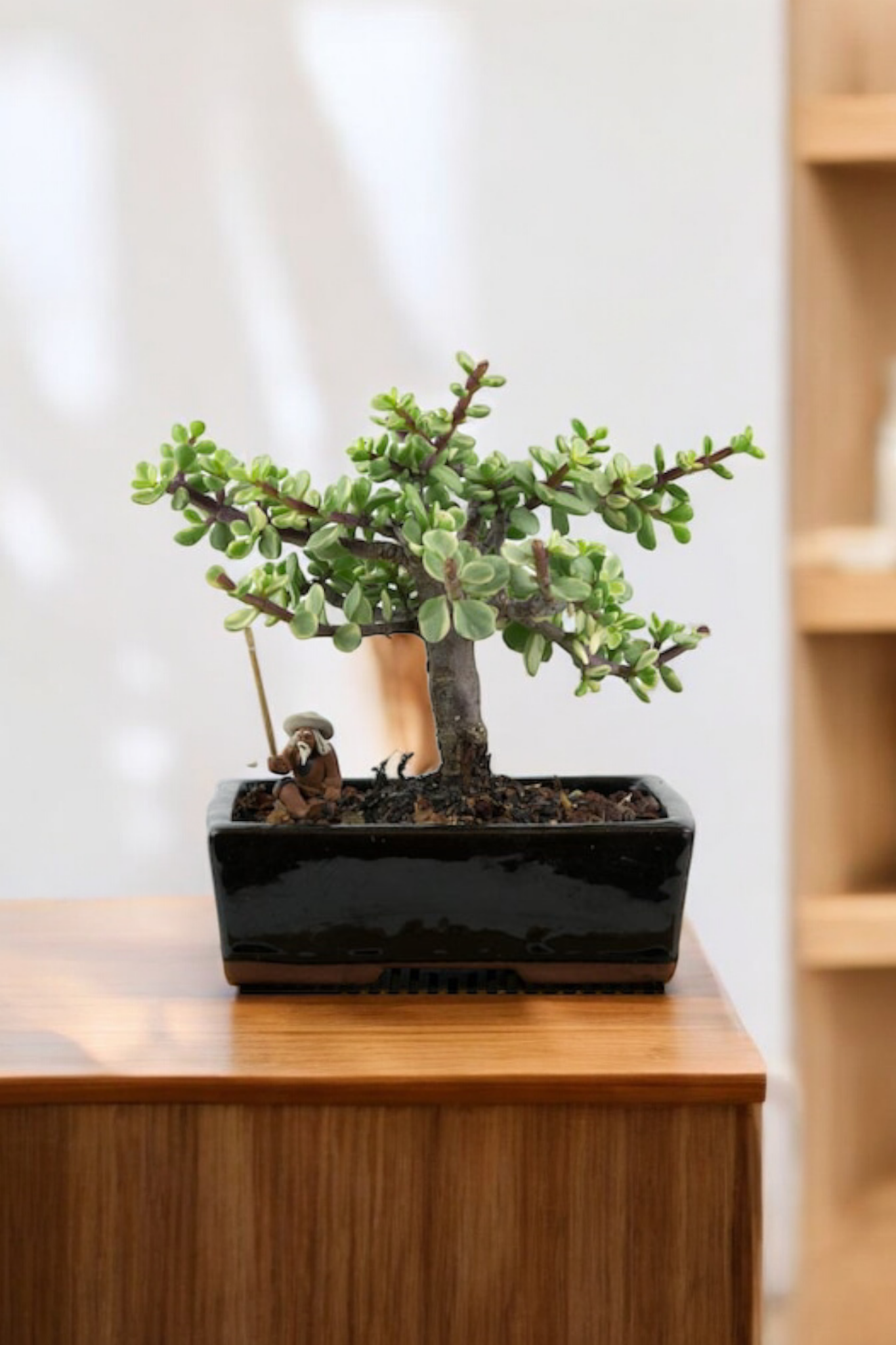 Bonsai Para Ağacı Bereket Bitkisi