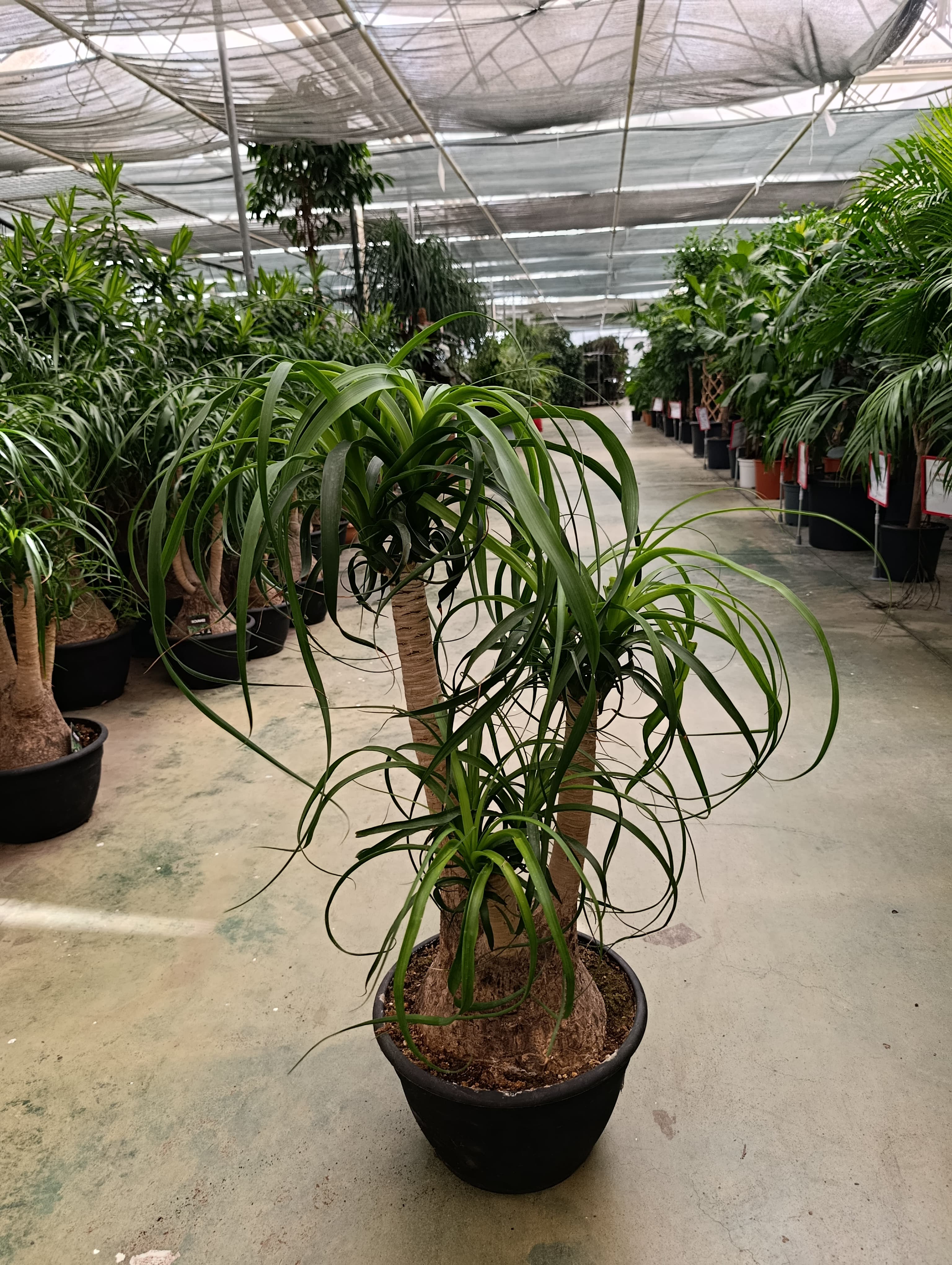 Beaucarnea Guatemalensis - Izote Macho - Izote Real