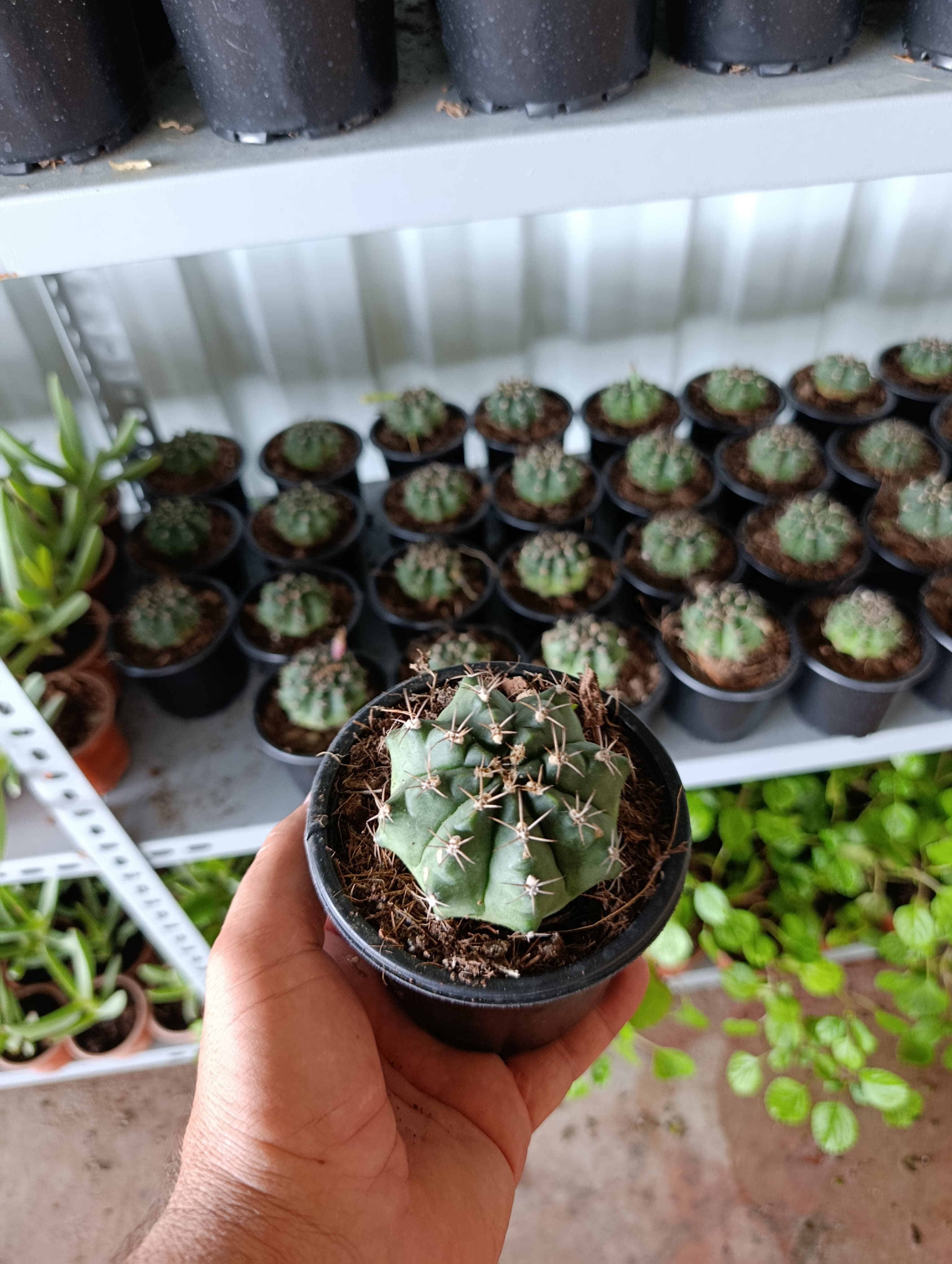 Gymnocalycium 10.5 cm Saksıda Özel Tür Kaktüs